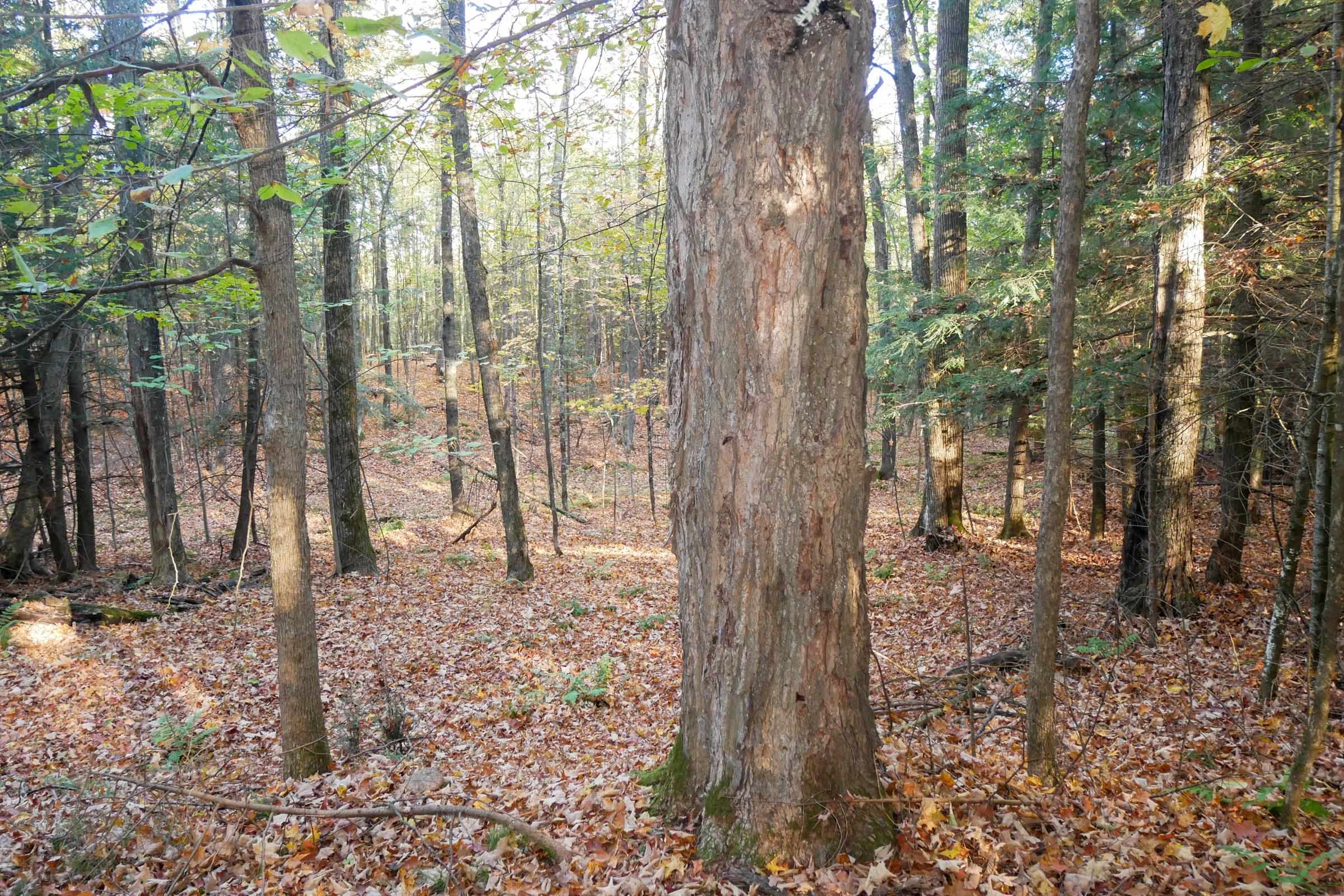 N5317 COUNTY ROAD E, Medford, Wisconsin 54451, ,Land,For Sale,N5317 COUNTY ROAD E,22501141