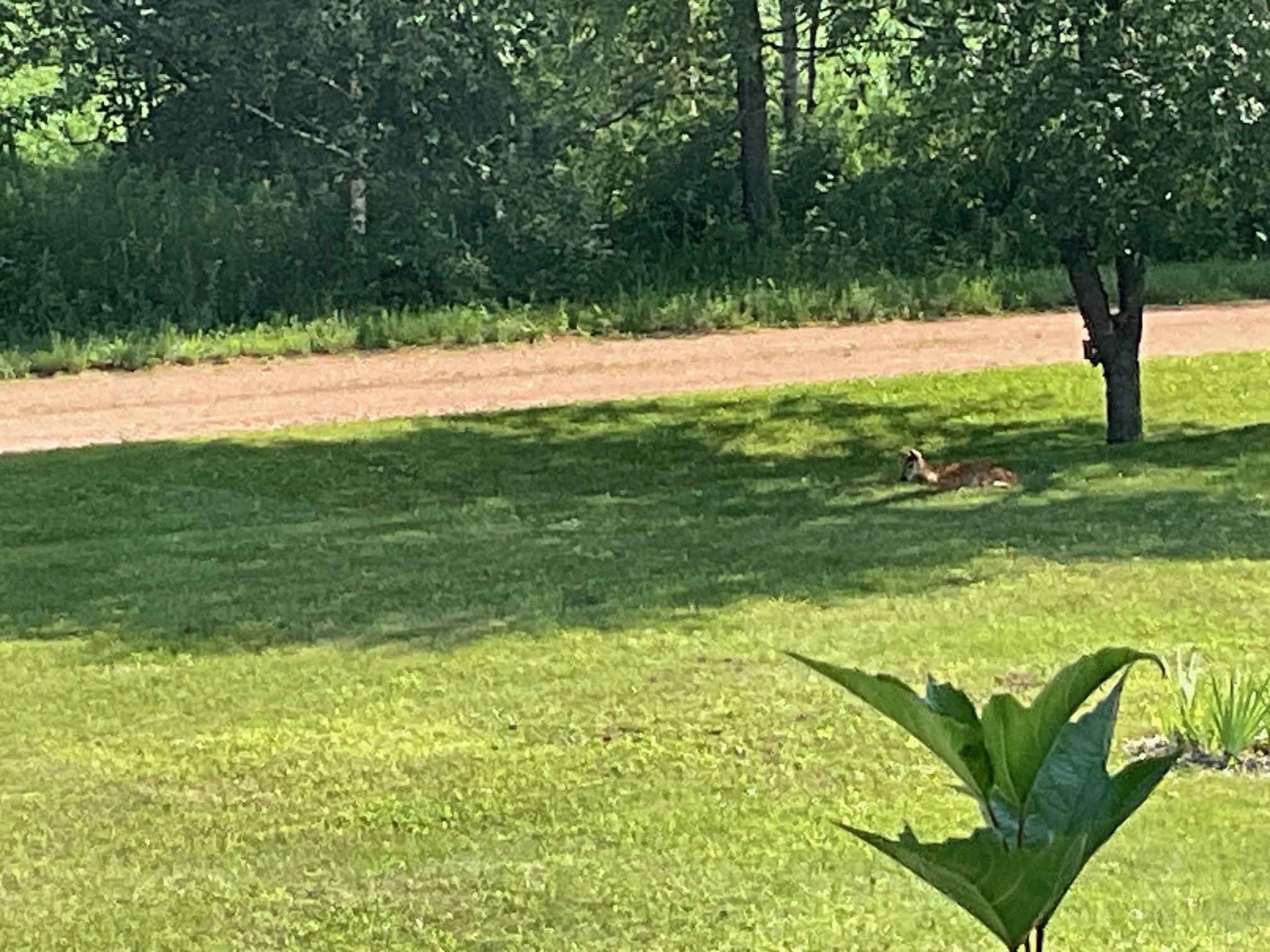 169003 SHOREWOOD DRIVE, Rosholt, Wisconsin 54473, 4 Bedrooms Bedrooms, ,2 BathroomsBathrooms,Residential,For Sale,169003 SHOREWOOD DRIVE,22501961