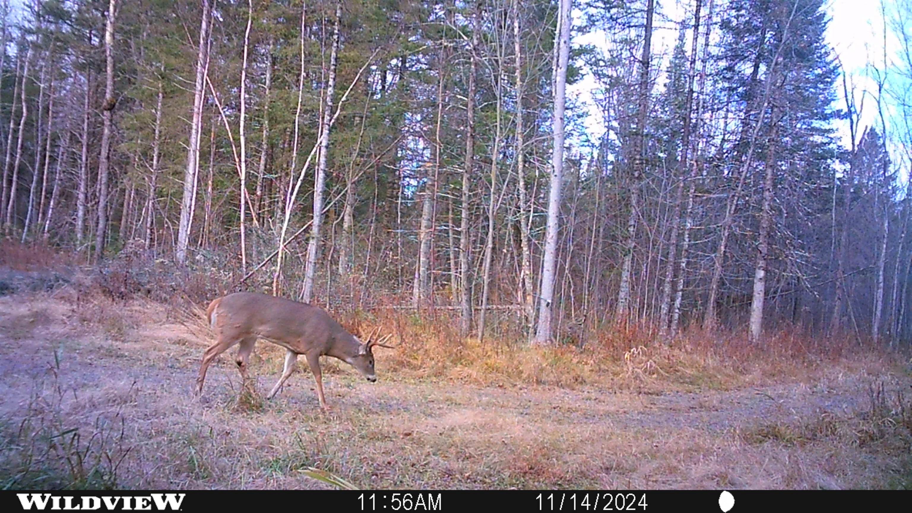 76557 DERINGER ROAD, Glidden, Wisconsin 54527, ,Residential,For Sale,76557 DERINGER ROAD,22502728