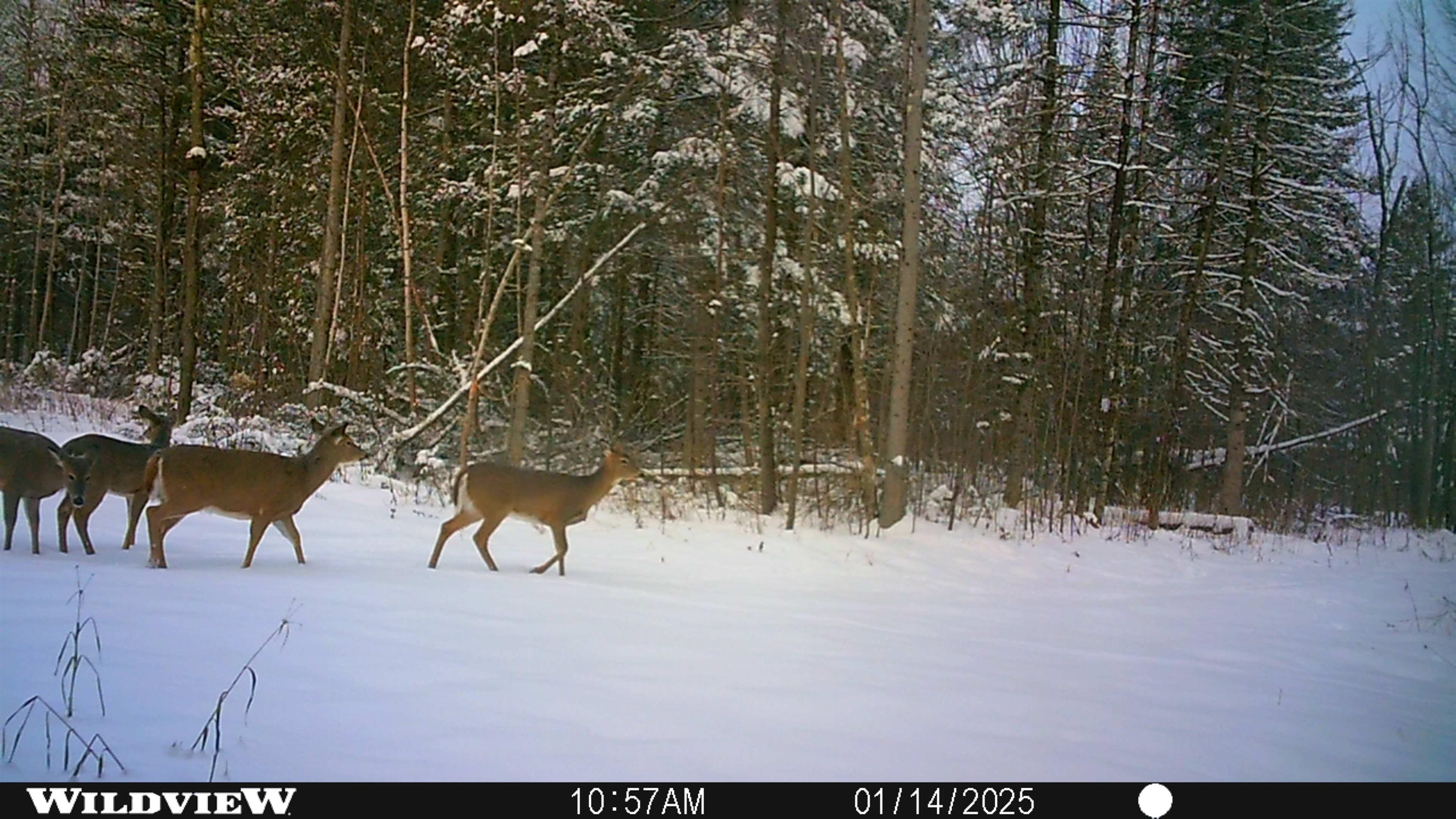 76557 DERINGER ROAD, Glidden, Wisconsin 54527, ,Residential,For Sale,76557 DERINGER ROAD,22502728