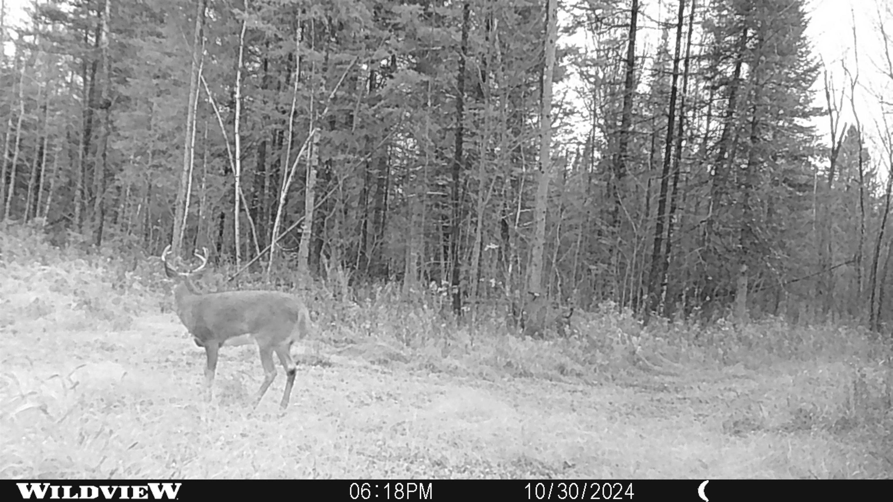 76557 DERINGER ROAD, Glidden, Wisconsin 54527, ,Residential,For Sale,76557 DERINGER ROAD,22502728