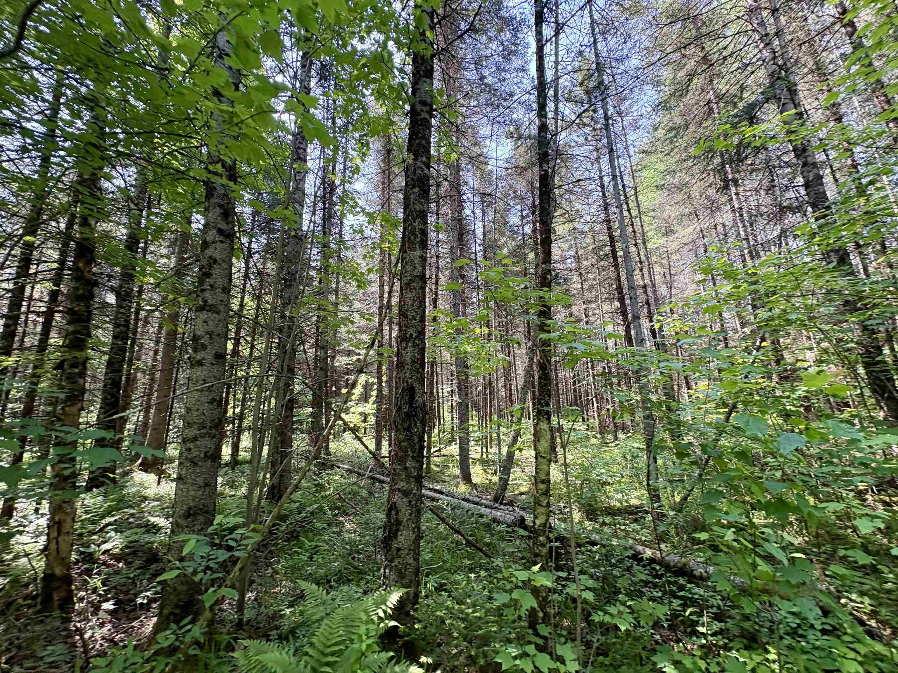 76557 DERINGER ROAD, Glidden, Wisconsin 54527, ,Residential,For Sale,76557 DERINGER ROAD,22502728