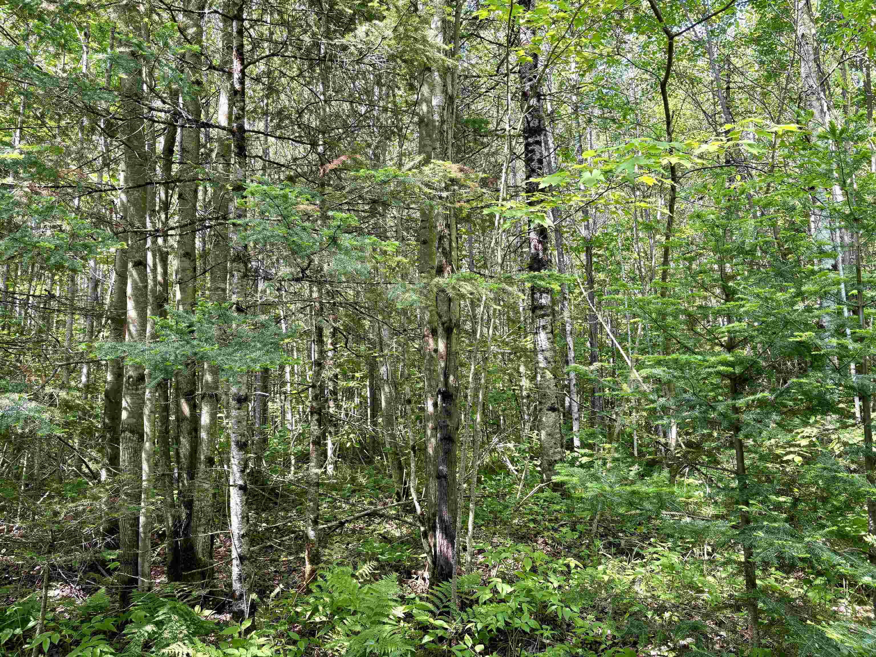 76557 DERINGER ROAD, Glidden, Wisconsin 54527, ,Residential,For Sale,76557 DERINGER ROAD,22502728