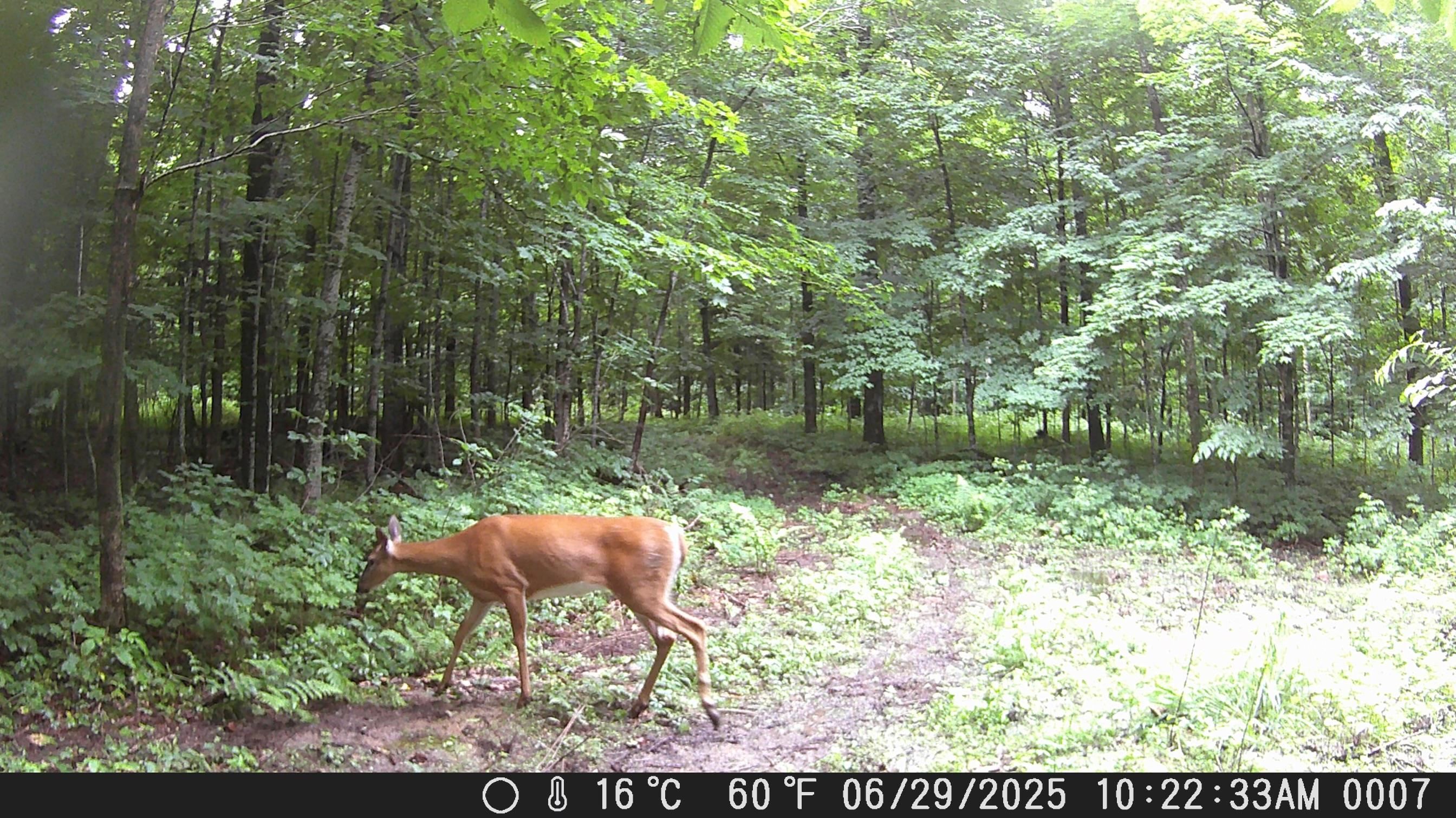 PREHN DRIVE, MAINE, Wisconsin 54401, ,Land,For Sale,PREHN DRIVE,22502989