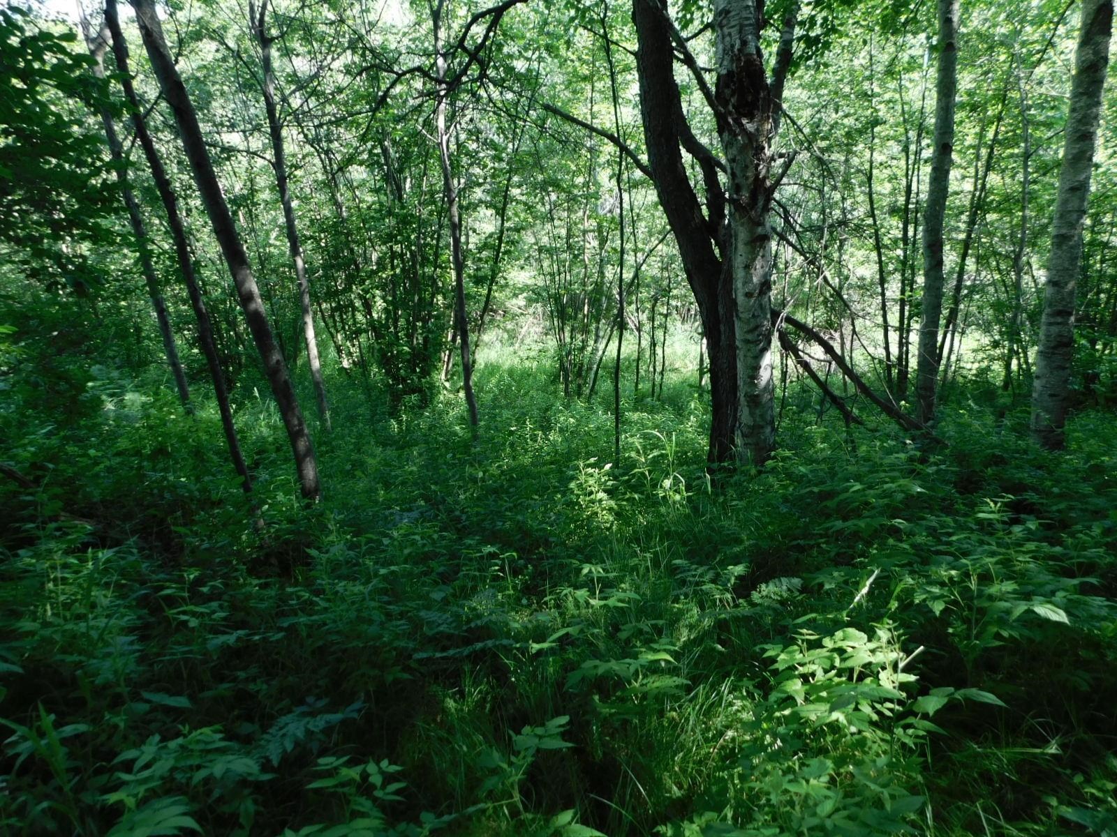 9072 N GRUNDY ROAD, Tomahawk, Wisconsin 54487, 1 Bedroom Bedrooms, ,1 BathroomBathrooms,Residential,For Sale,9072 N GRUNDY ROAD,22503258