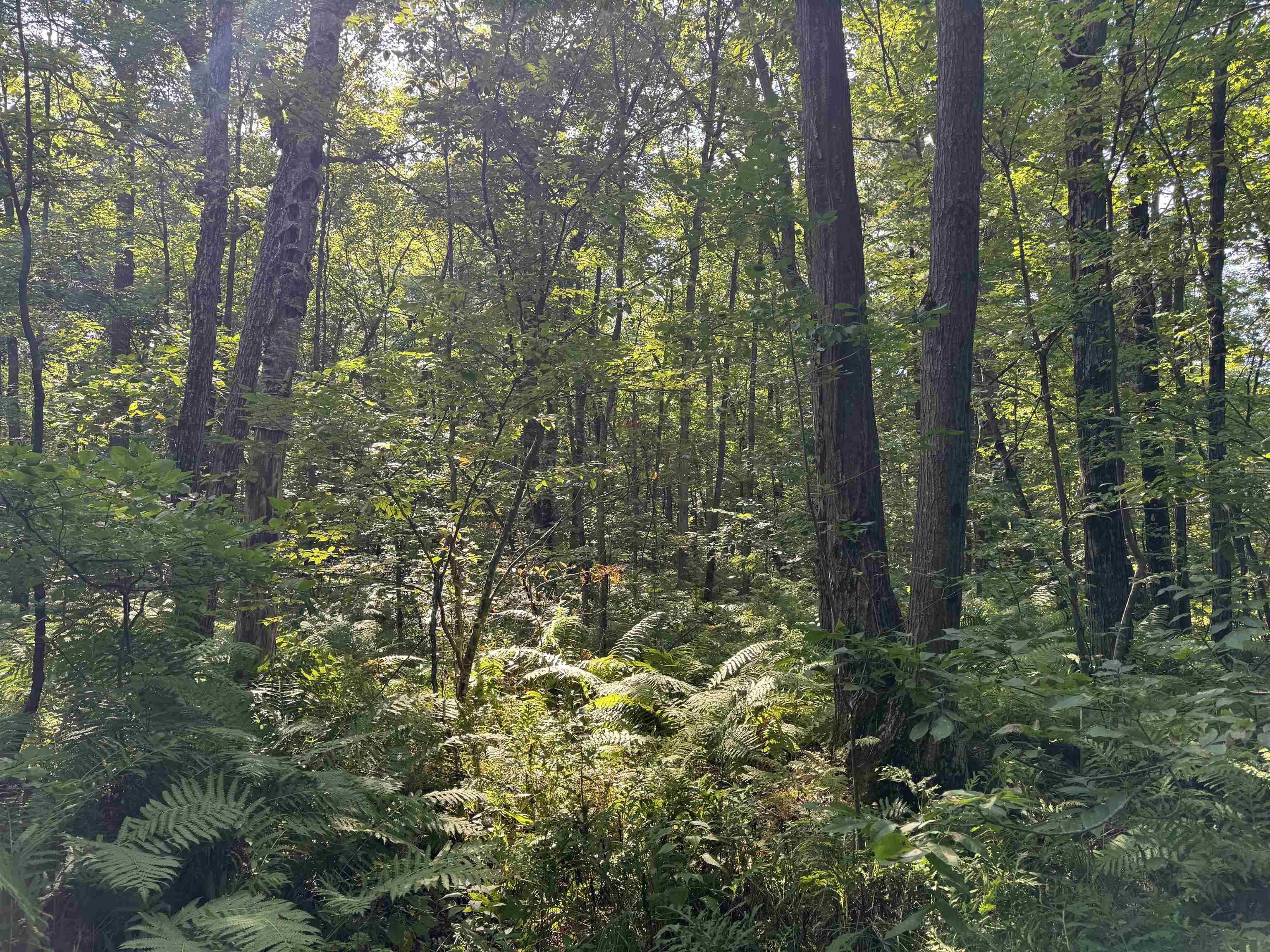 Lot 1 STATE HIGHWAY 13/34, Rudolph, Wisconsin 54475, ,Land,For Sale,Lot 1 STATE HIGHWAY 13/34,22504216