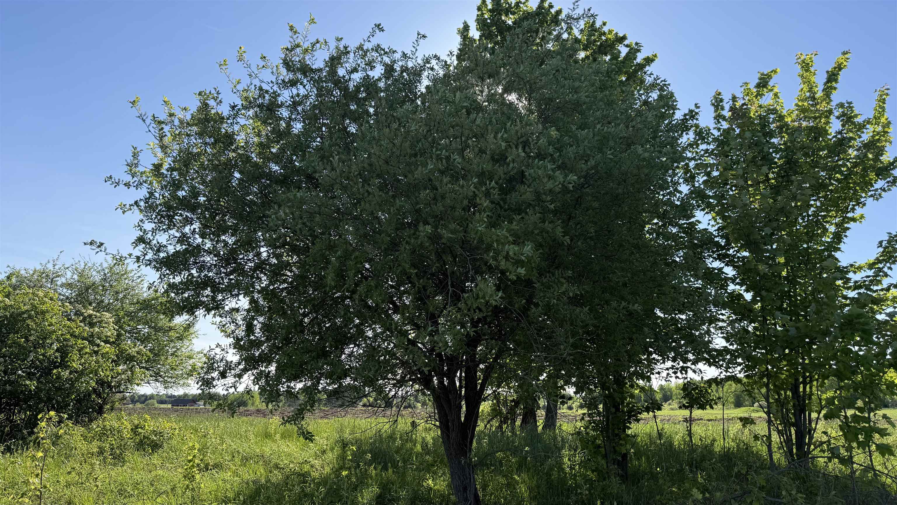 Lot 1 COUNTY ROAD Z, Ringle, Wisconsin 54471, ,Land,For Sale,Lot 1 COUNTY ROAD Z,22504767