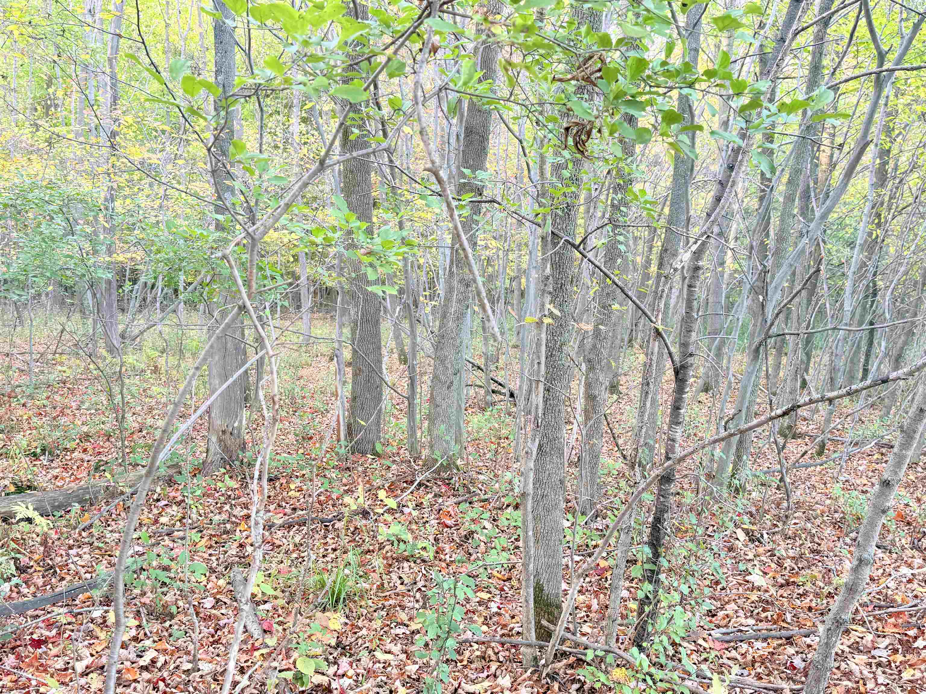 Lot 1 COUNTY ROAD Z, Ringle, Wisconsin 54471, ,Land,For Sale,Lot 1 COUNTY ROAD Z,22504767