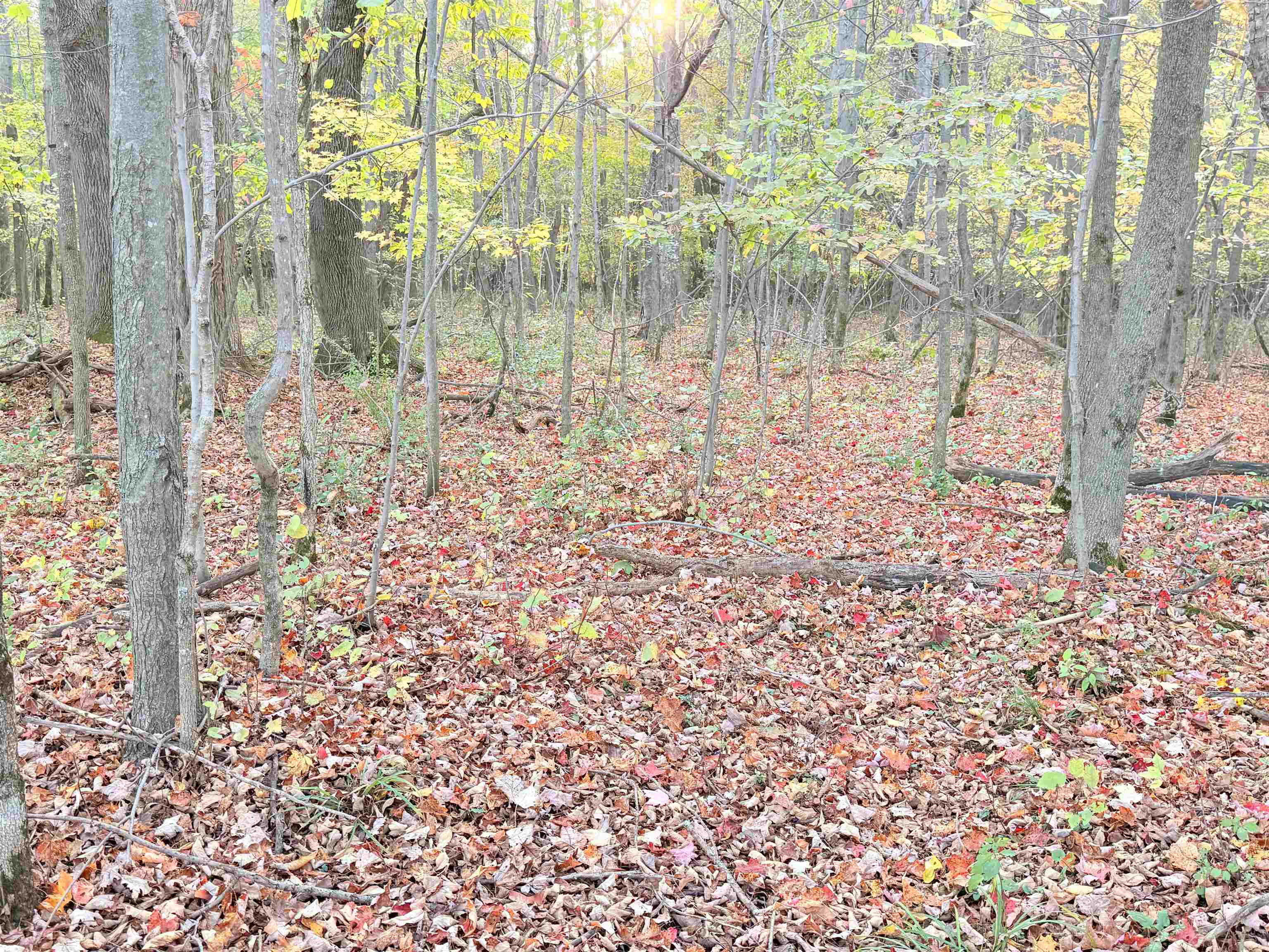 Lot 1 COUNTY ROAD Z, Ringle, Wisconsin 54471, ,Land,For Sale,Lot 1 COUNTY ROAD Z,22504767