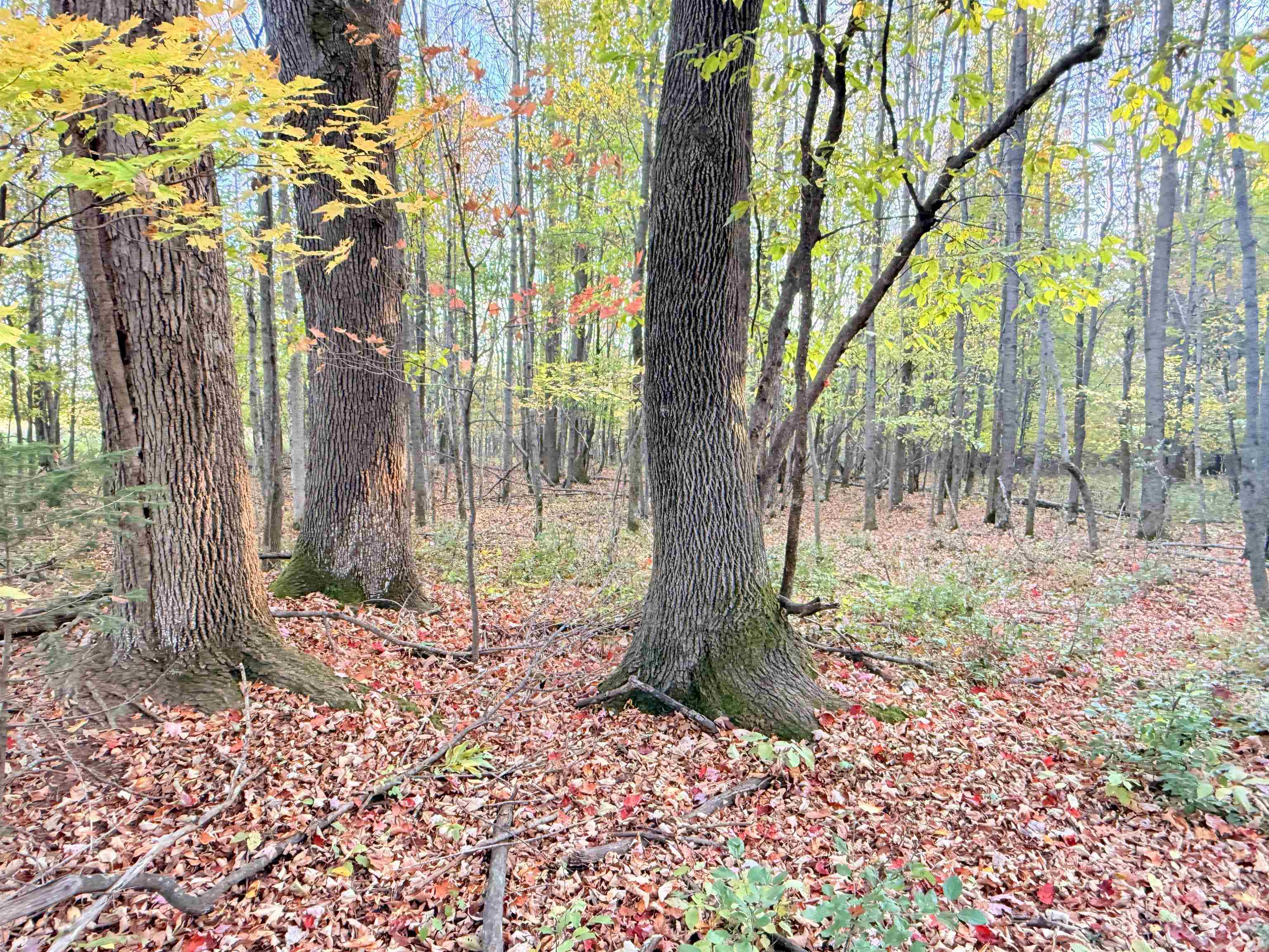 Lot 1 COUNTY ROAD Z, Ringle, Wisconsin 54471, ,Land,For Sale,Lot 1 COUNTY ROAD Z,22504767