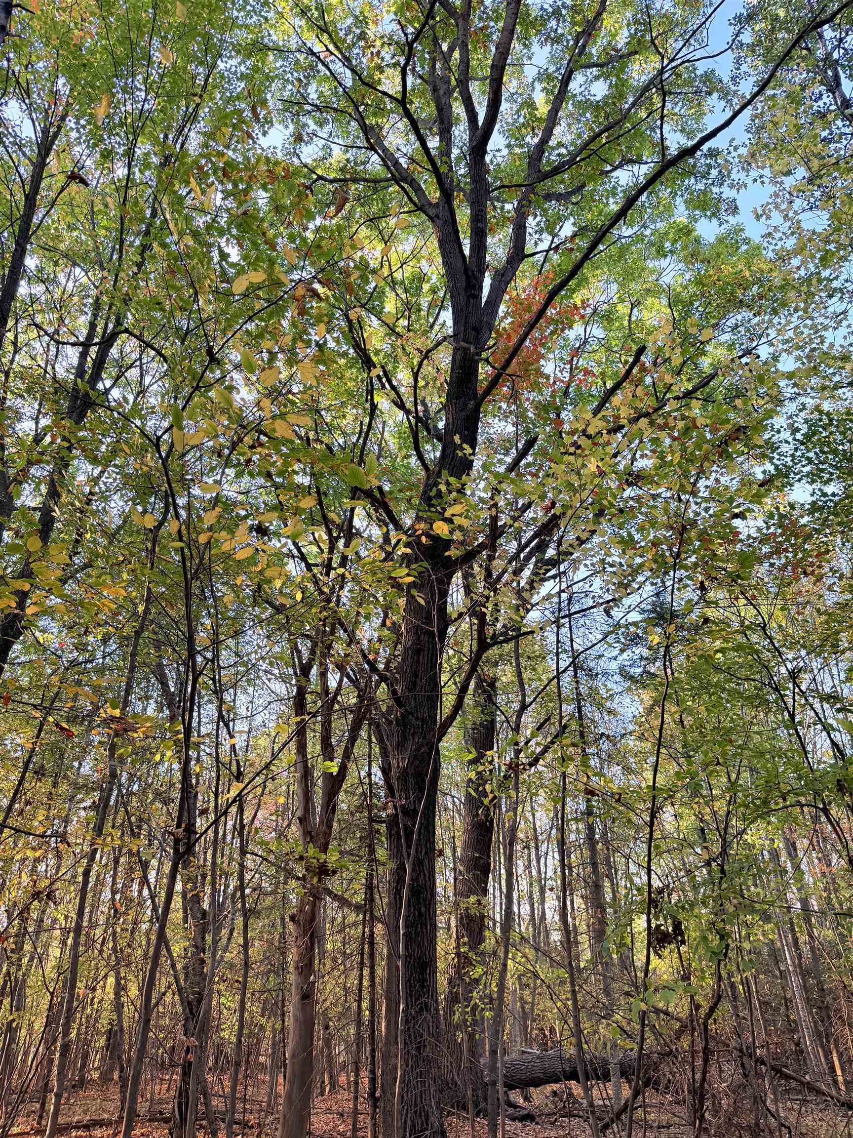 Lot 1 COUNTY ROAD Z, Ringle, Wisconsin 54471, ,Land,For Sale,Lot 1 COUNTY ROAD Z,22504767