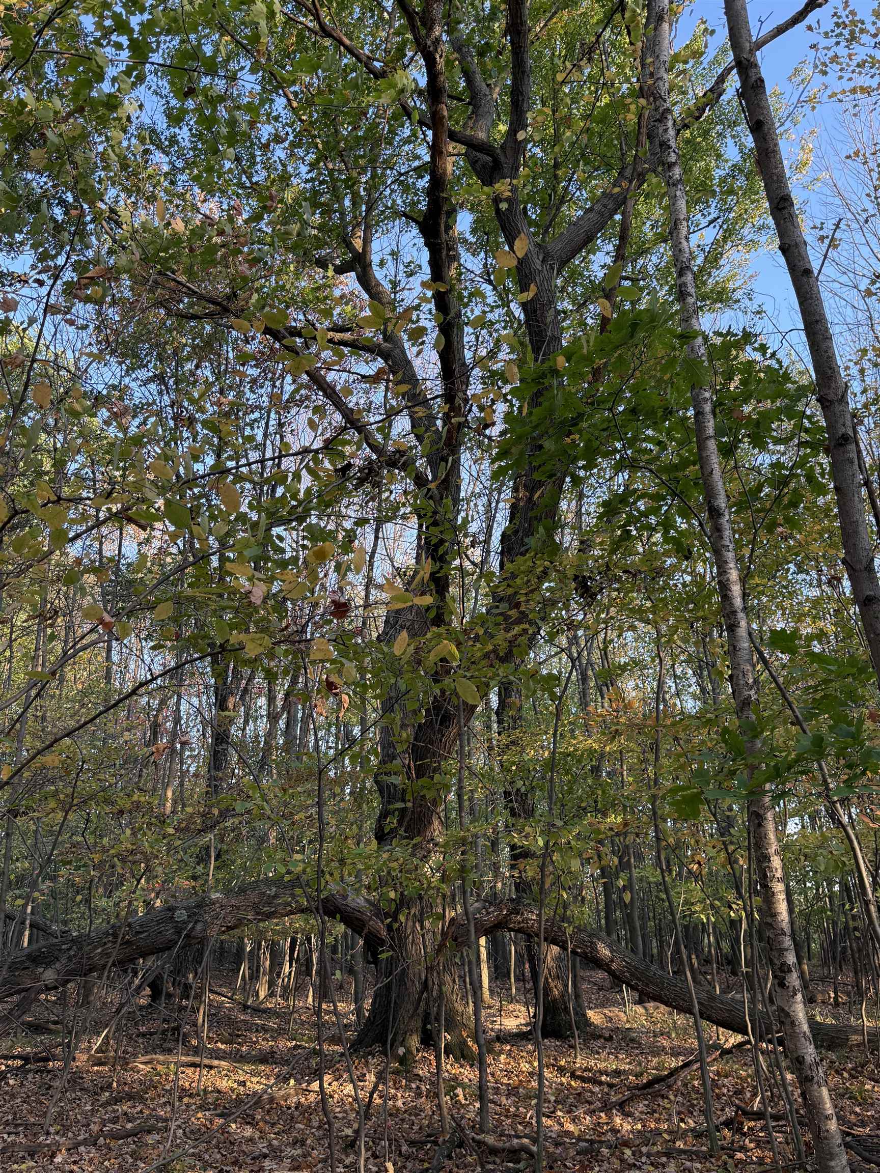 Lot 1 COUNTY ROAD Z, Ringle, Wisconsin 54471, ,Land,For Sale,Lot 1 COUNTY ROAD Z,22504767