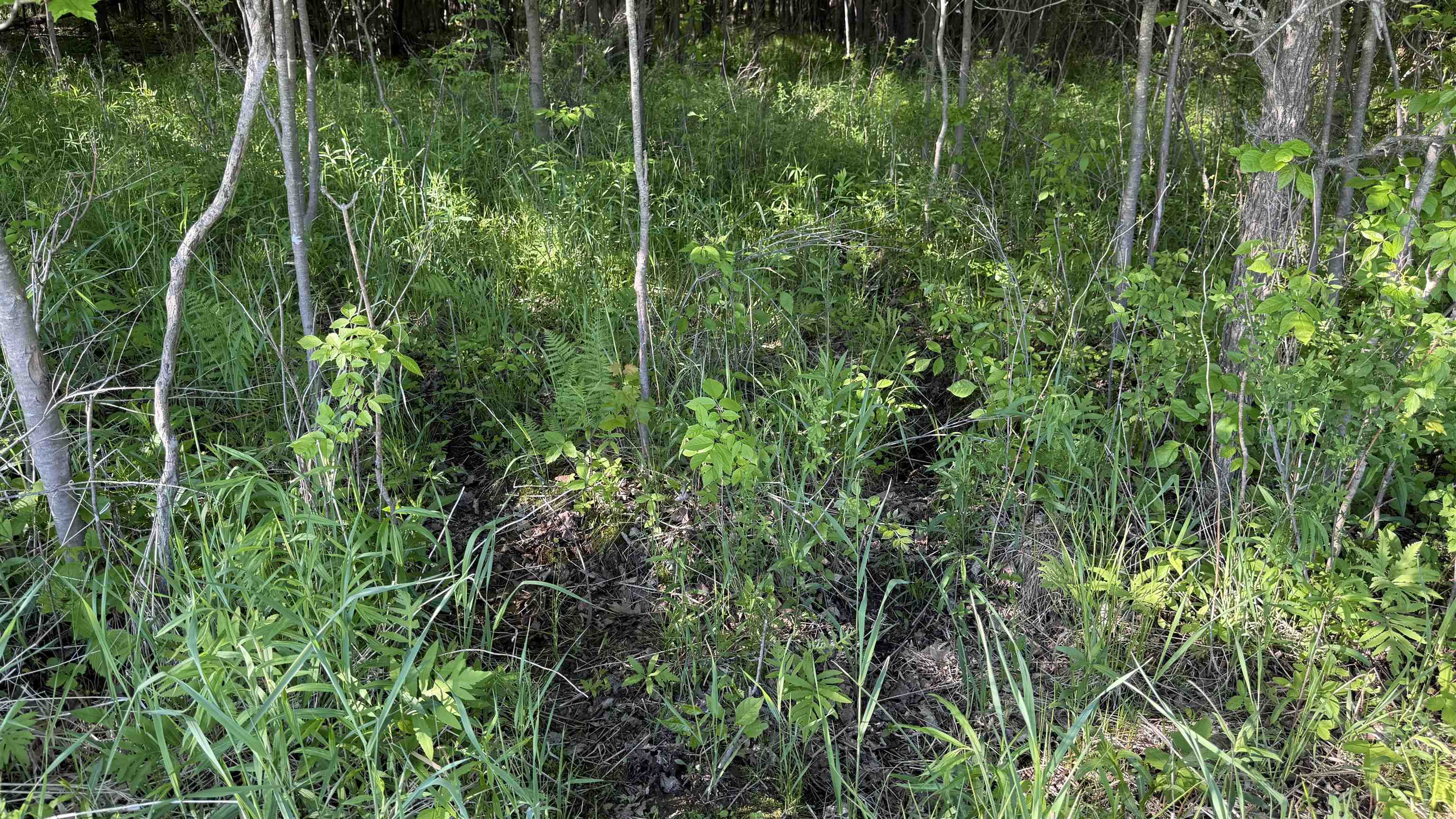 Lot 1 COUNTY ROAD Z, Ringle, Wisconsin 54471, ,Land,For Sale,Lot 1 COUNTY ROAD Z,22504767