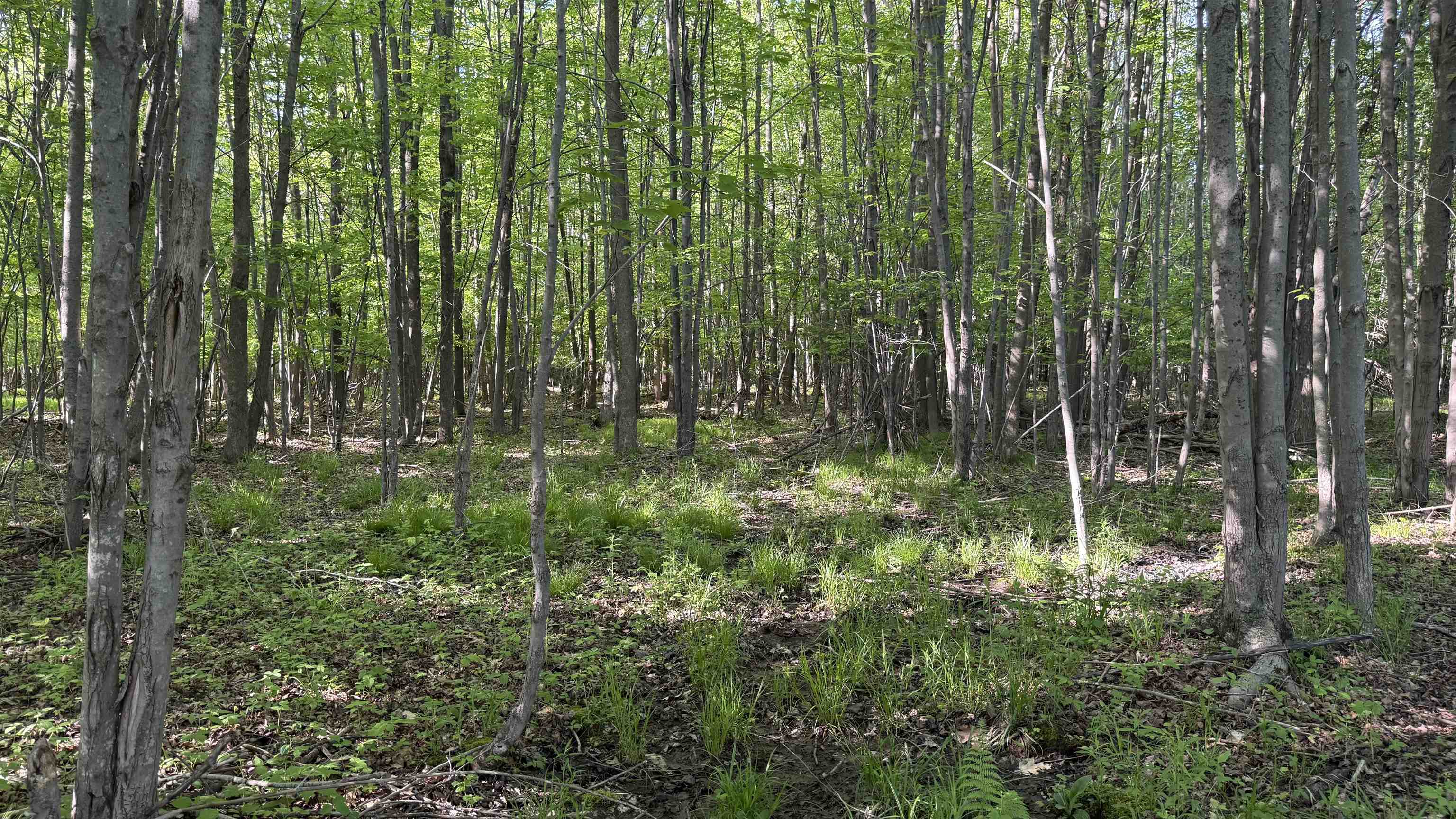 Lot 1 COUNTY ROAD Z, Ringle, Wisconsin 54471, ,Land,For Sale,Lot 1 COUNTY ROAD Z,22504767