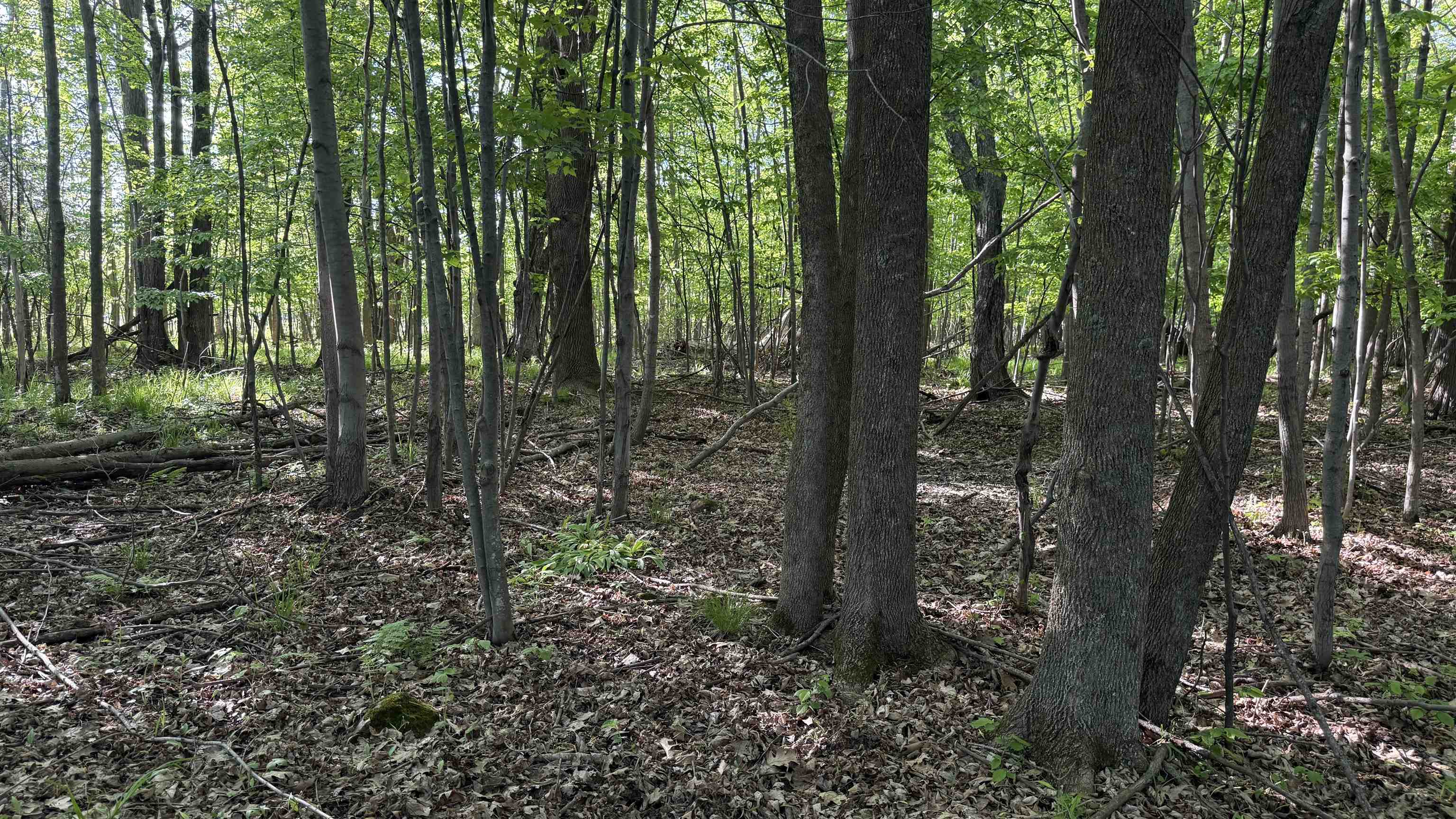 Lot 1 COUNTY ROAD Z, Ringle, Wisconsin 54471, ,Land,For Sale,Lot 1 COUNTY ROAD Z,22504767