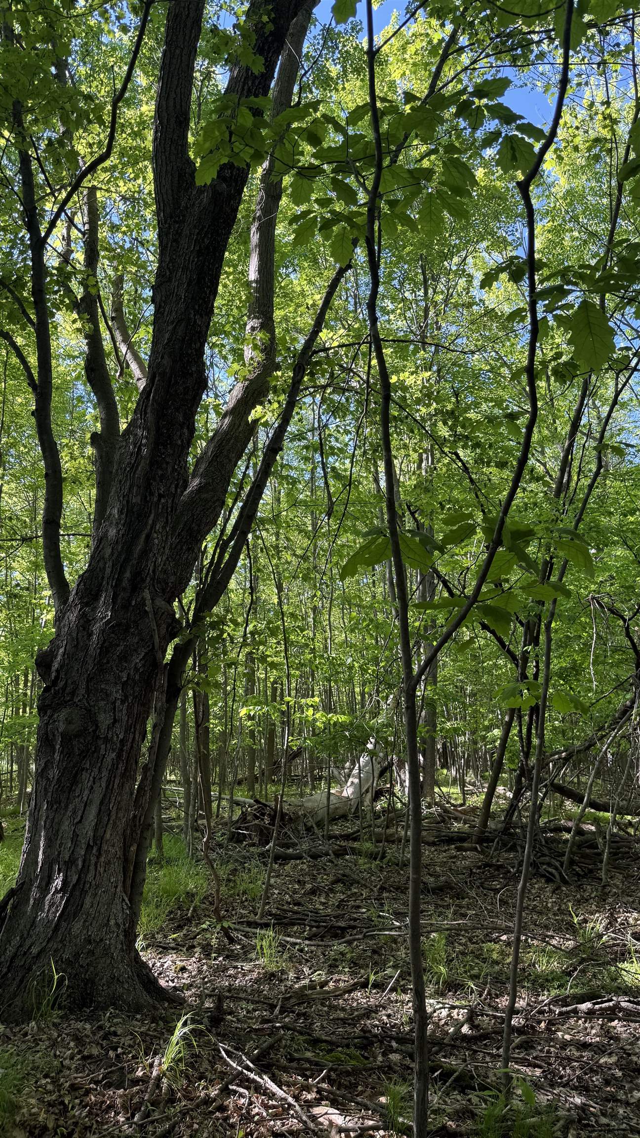 Lot 1 COUNTY ROAD Z, Ringle, Wisconsin 54471, ,Land,For Sale,Lot 1 COUNTY ROAD Z,22504767