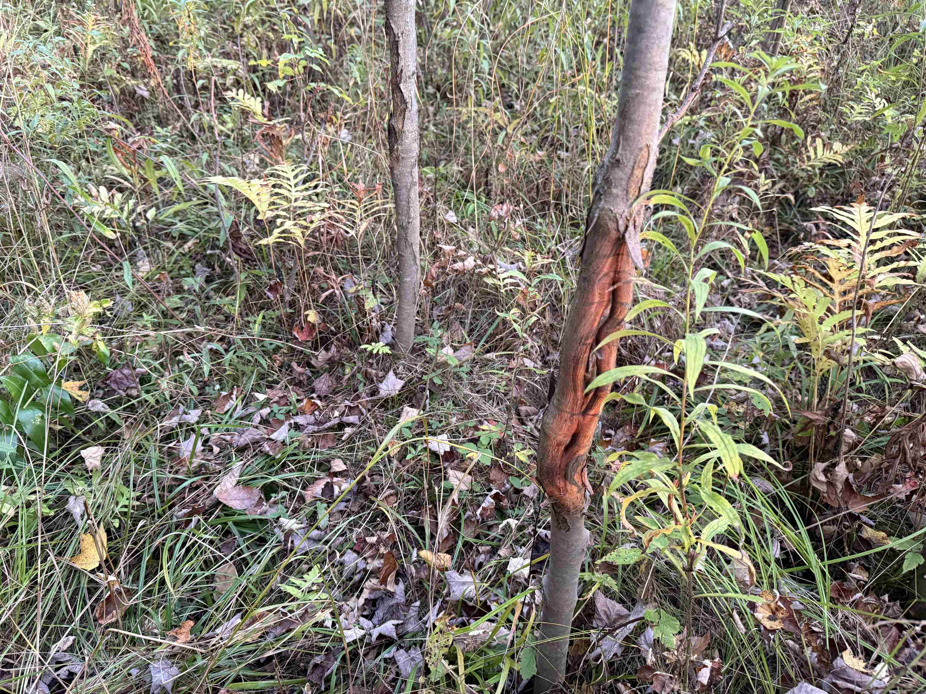 Lot 1 COUNTY ROAD Z, Ringle, Wisconsin 54471, ,Land,For Sale,Lot 1 COUNTY ROAD Z,22504767