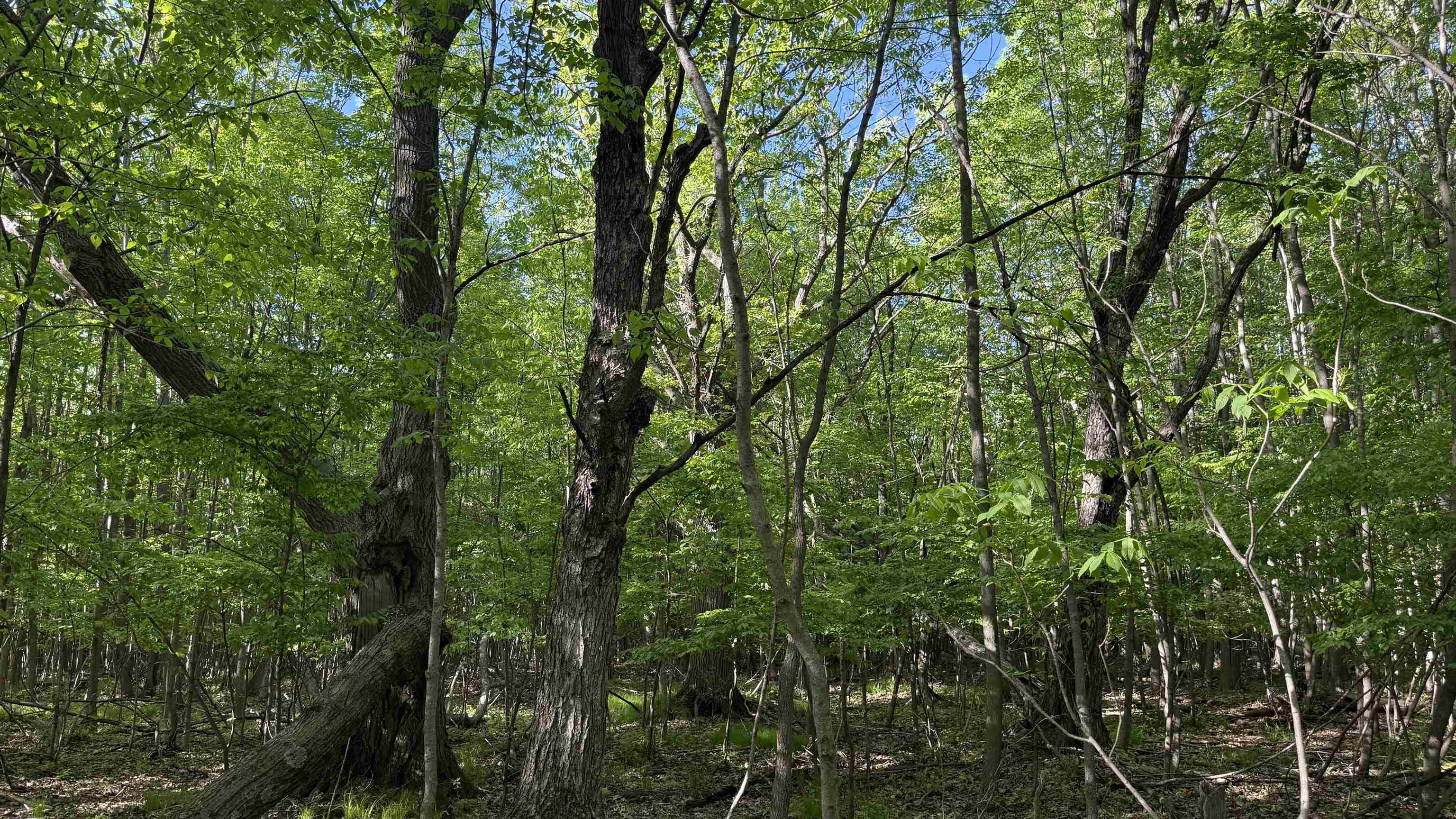 Lot 1 COUNTY ROAD Z, Ringle, Wisconsin 54471, ,Land,For Sale,Lot 1 COUNTY ROAD Z,22504767