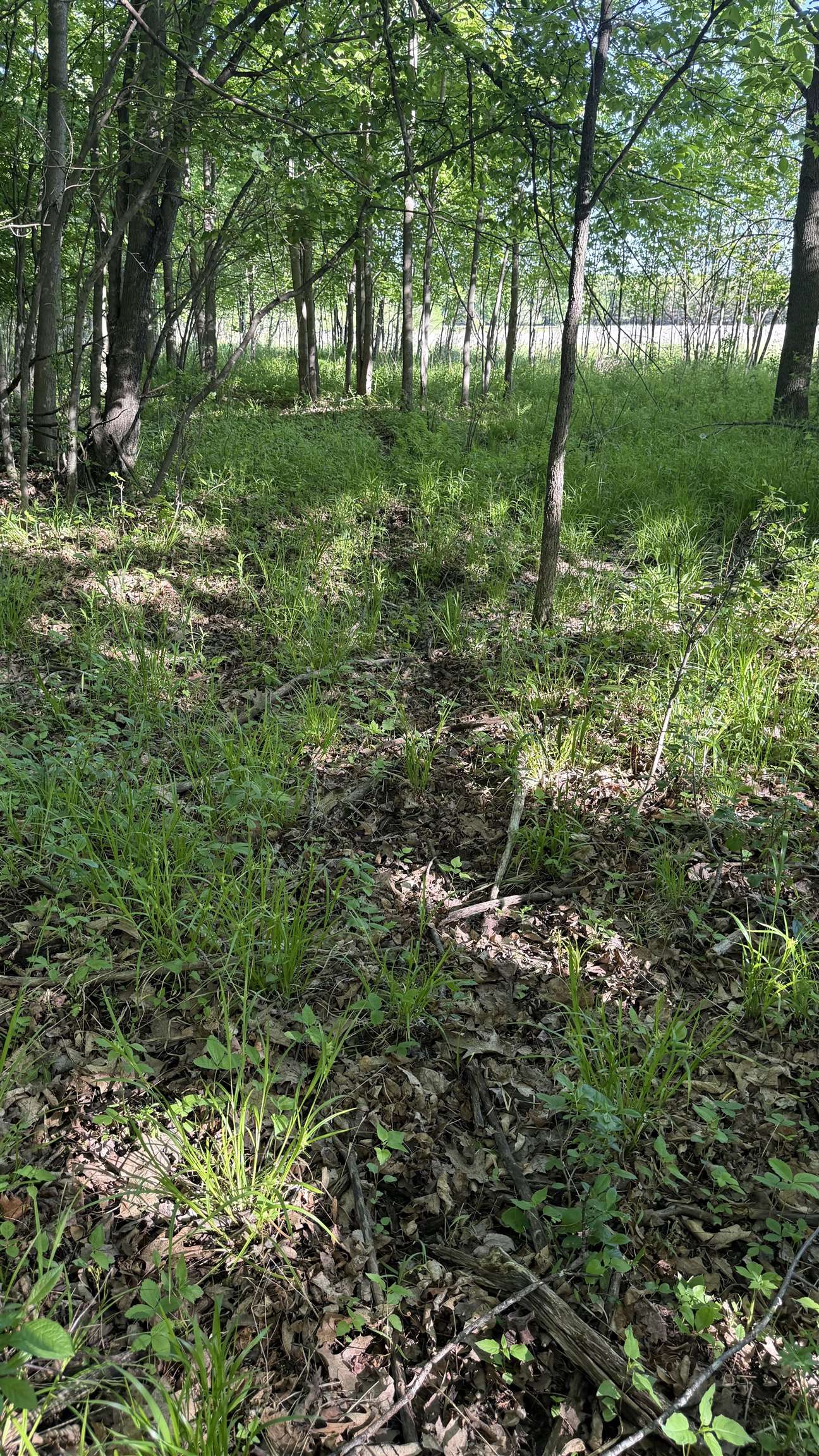 Lot 1 COUNTY ROAD Z, Ringle, Wisconsin 54471, ,Land,For Sale,Lot 1 COUNTY ROAD Z,22504767