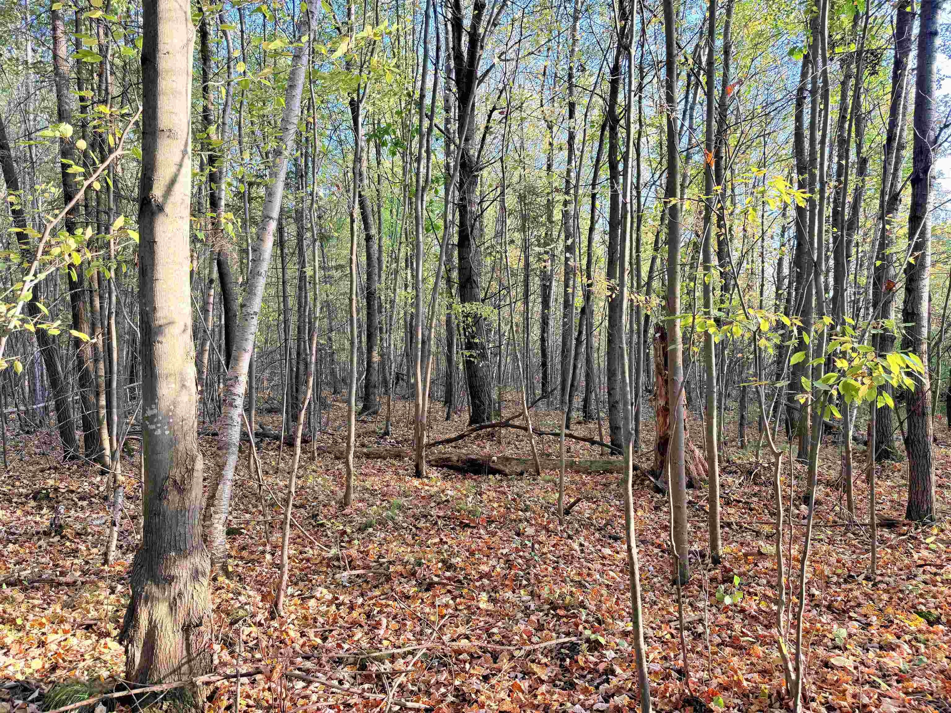 Lot 1 COUNTY ROAD Z, Ringle, Wisconsin 54471, ,Land,For Sale,Lot 1 COUNTY ROAD Z,22504767