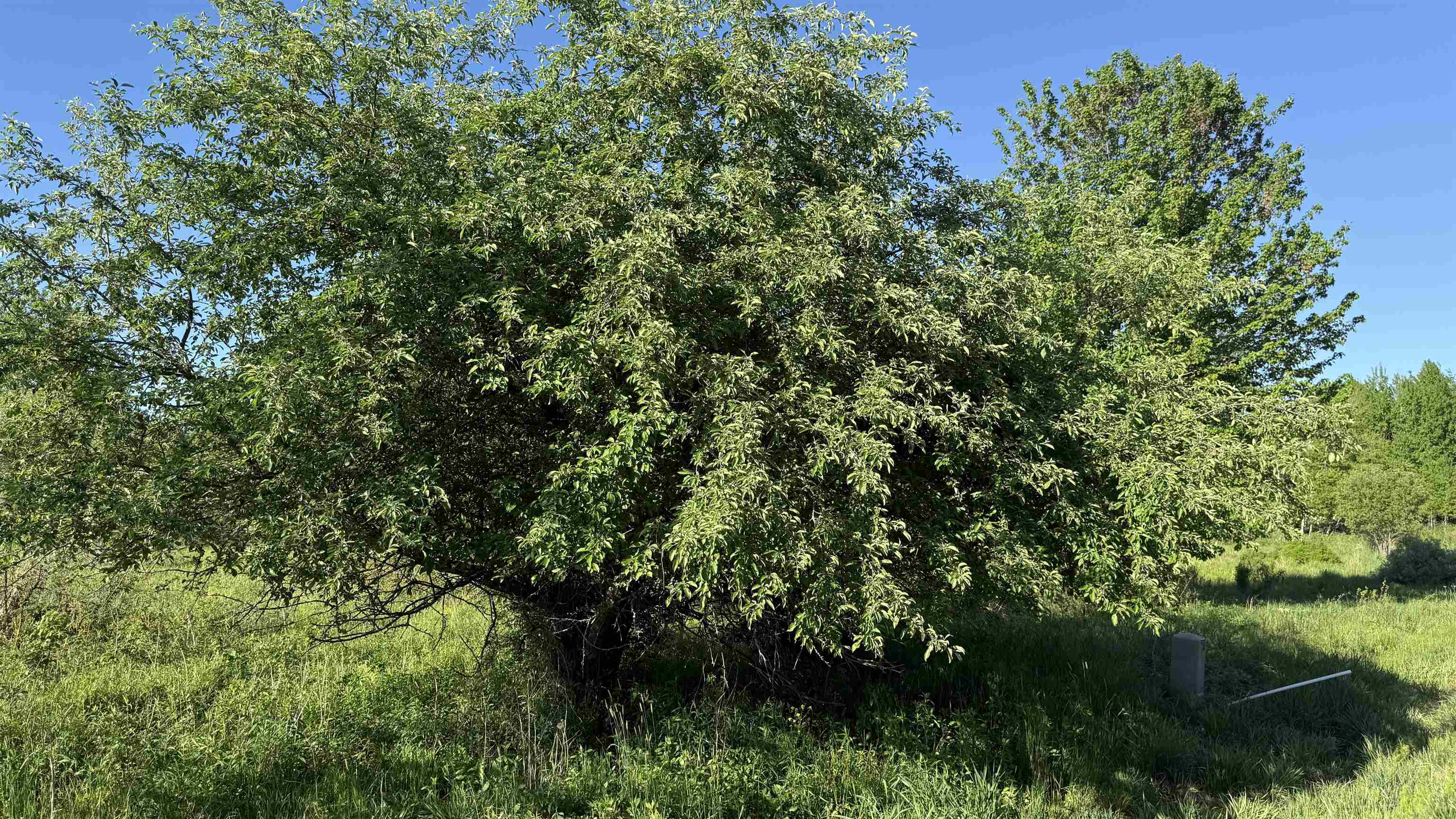 Lot 3 EAU CLAIRE RIVER ROAD, Aniwa, Wisconsin 54408, ,Land,For Sale,Lot 3 EAU CLAIRE RIVER ROAD,22504773