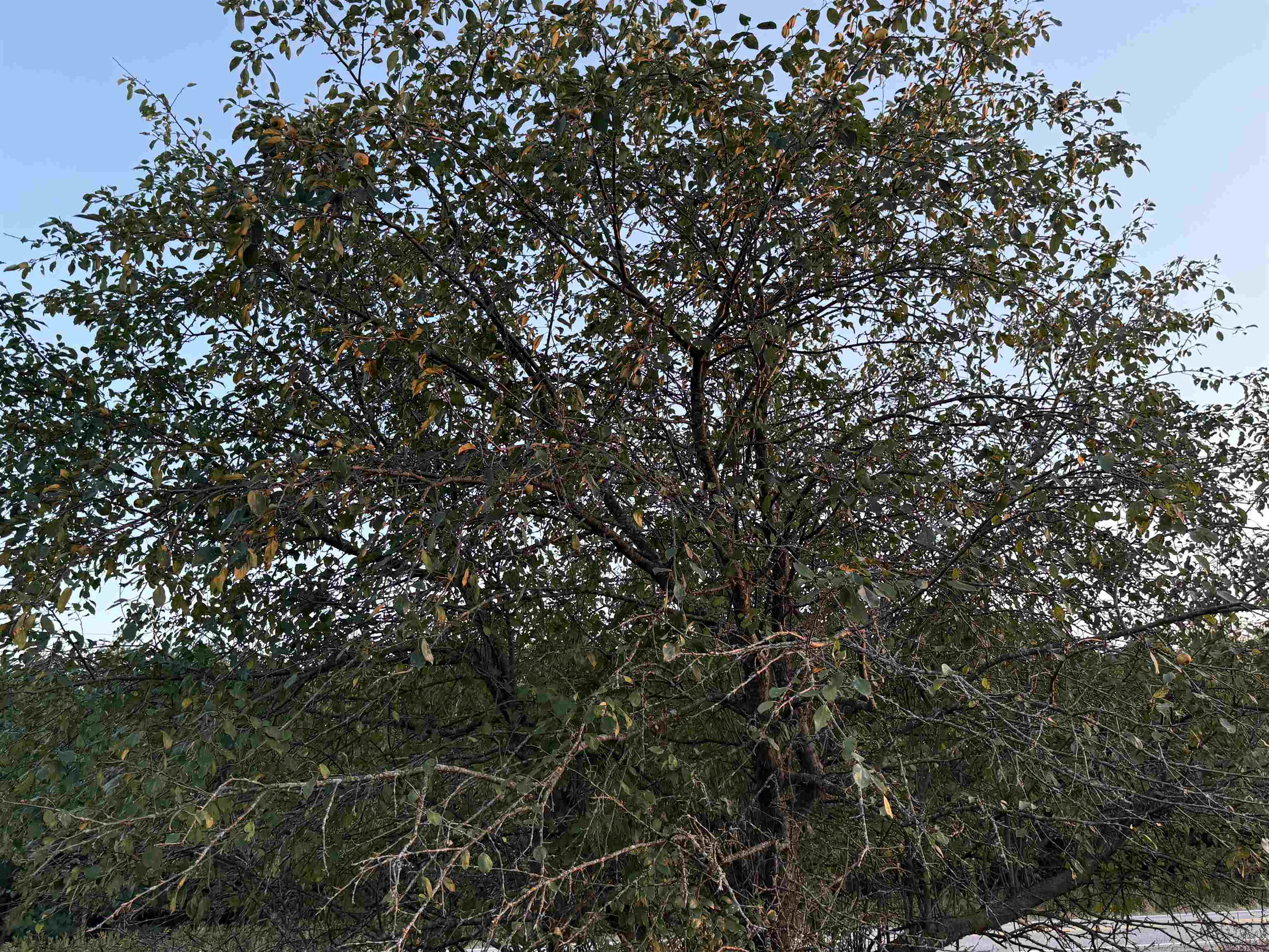 Lot 3 EAU CLAIRE RIVER ROAD, Aniwa, Wisconsin 54408, ,Land,For Sale,Lot 3 EAU CLAIRE RIVER ROAD,22504773