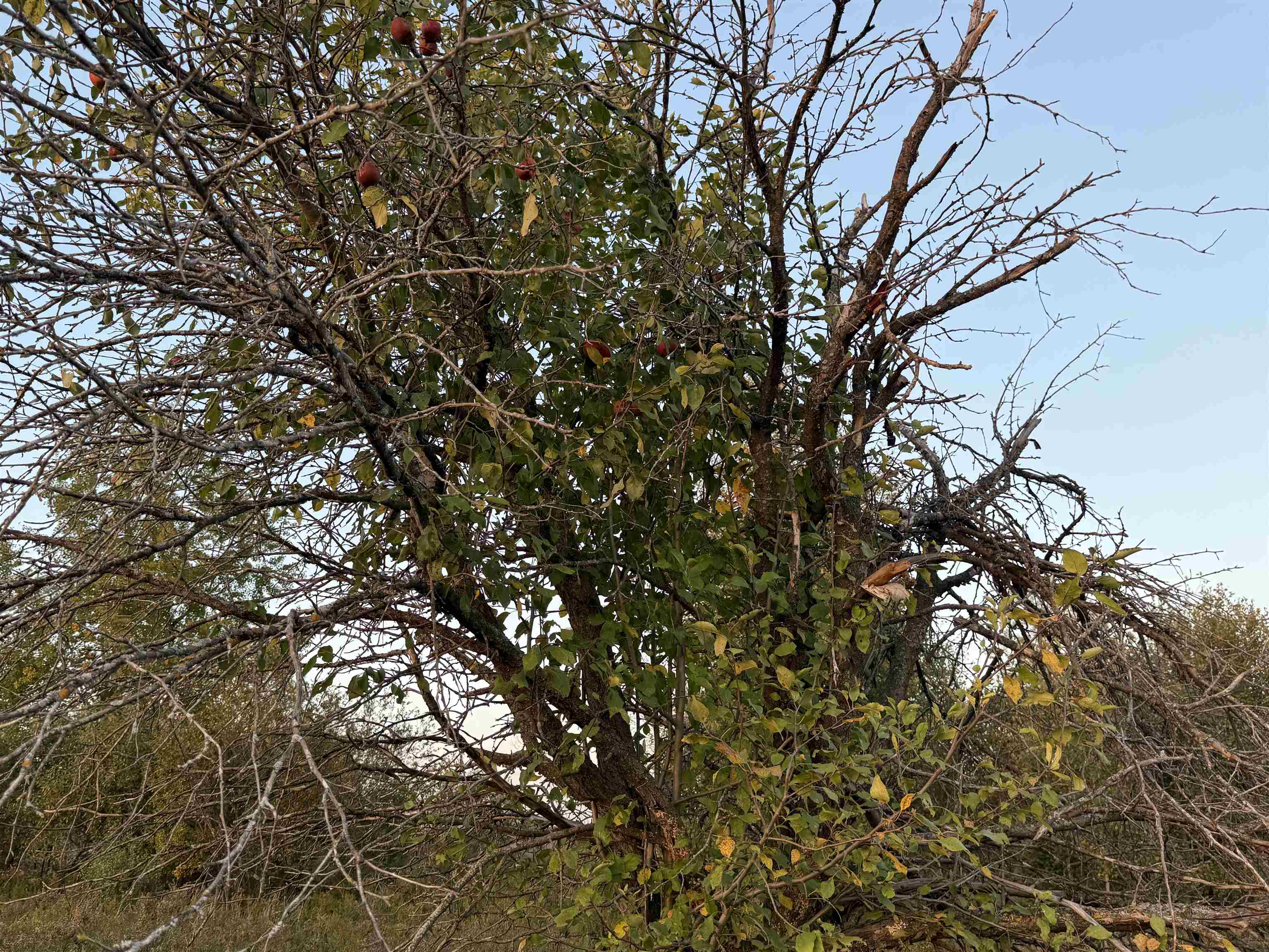 Lot 3 EAU CLAIRE RIVER ROAD, Aniwa, Wisconsin 54408, ,Land,For Sale,Lot 3 EAU CLAIRE RIVER ROAD,22504773