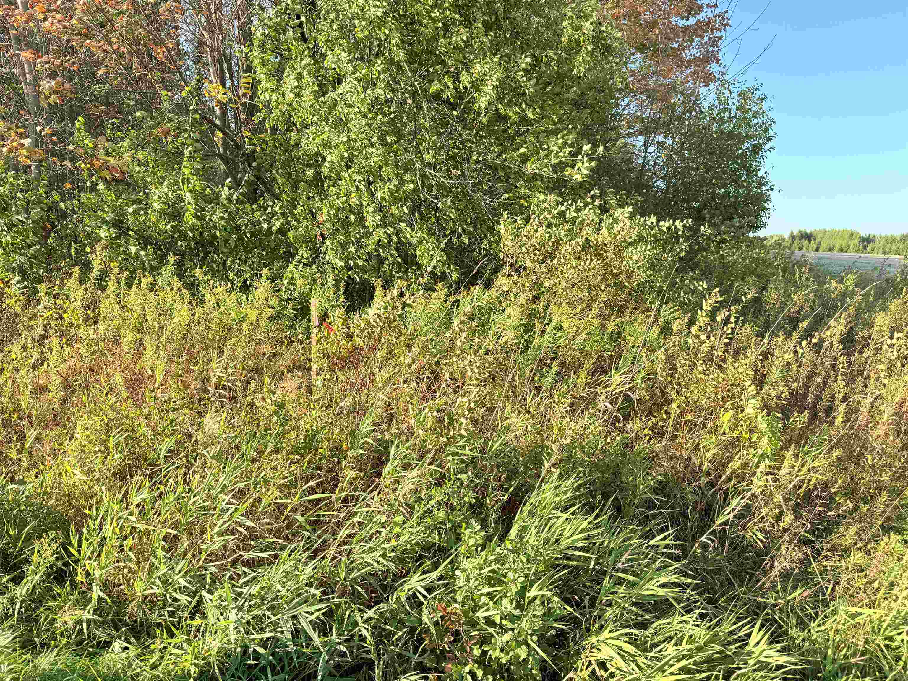 Lot 4 COUNTY ROAD Z, Aniwa, Wisconsin 54408, ,Land,For Sale,Lot 4 COUNTY ROAD Z,22504775