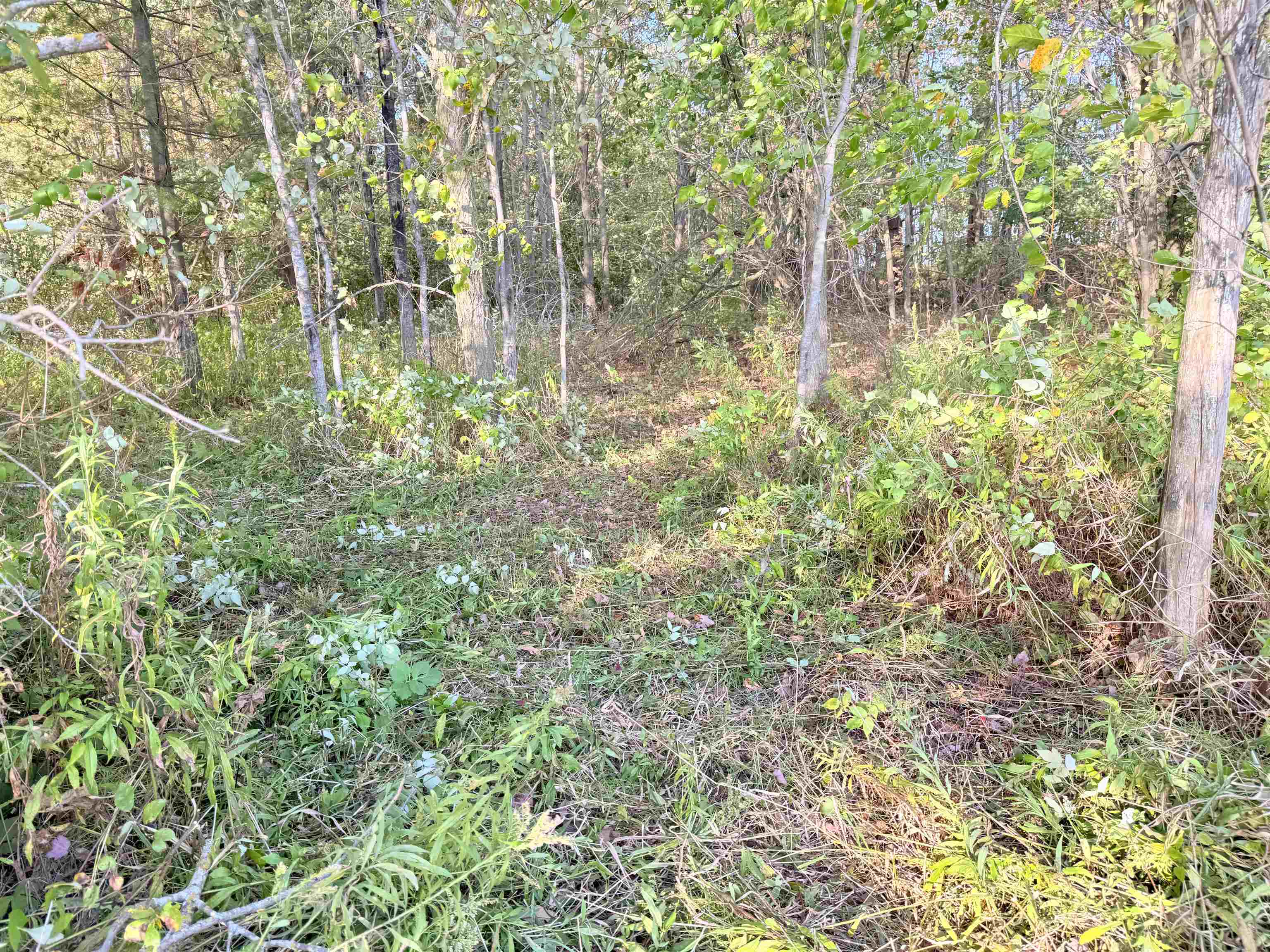 Lot 4 COUNTY ROAD Z, Aniwa, Wisconsin 54408, ,Land,For Sale,Lot 4 COUNTY ROAD Z,22504775