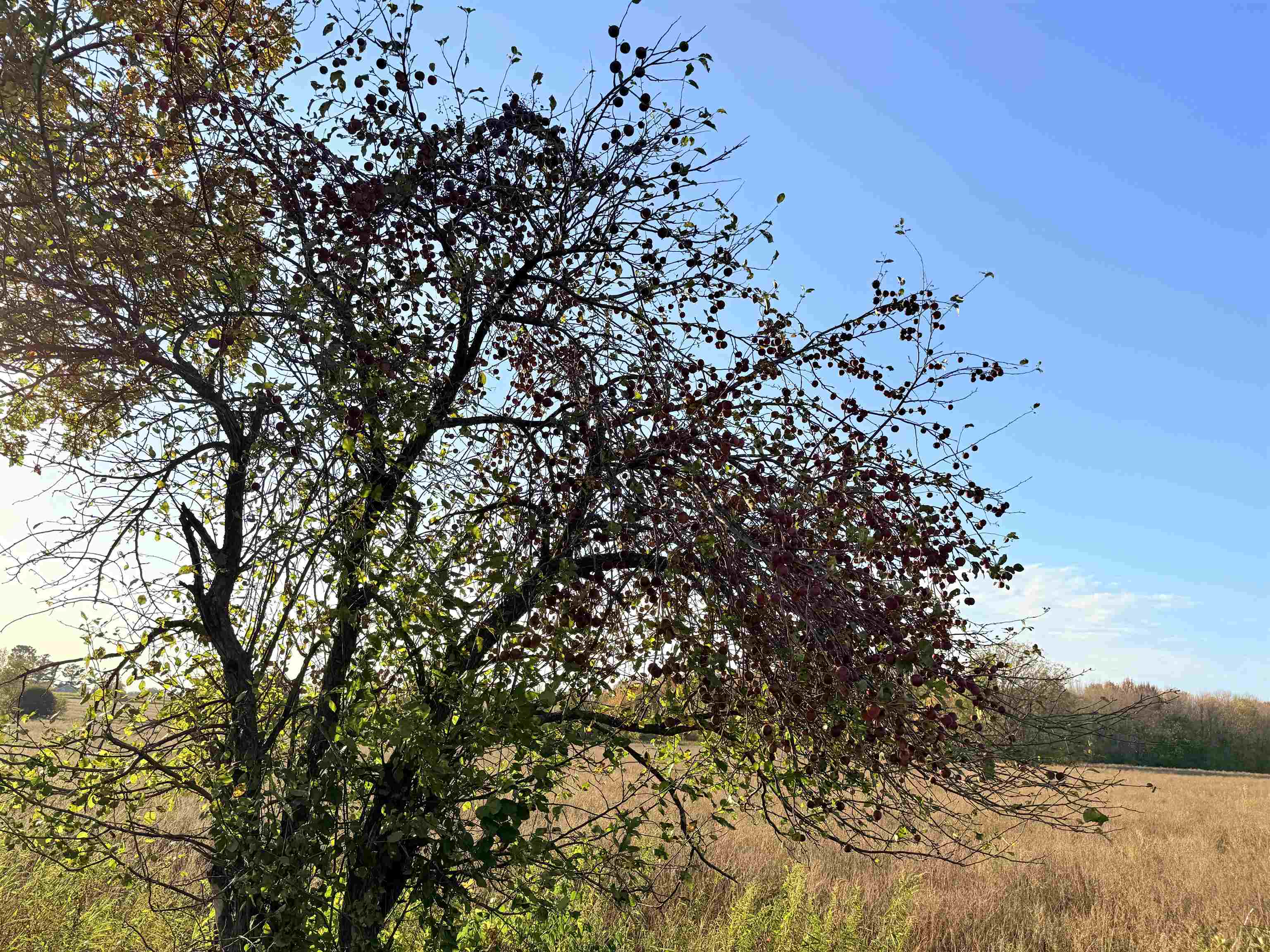 Lot 4 COUNTY ROAD Z, Aniwa, Wisconsin 54408, ,Land,For Sale,Lot 4 COUNTY ROAD Z,22504775