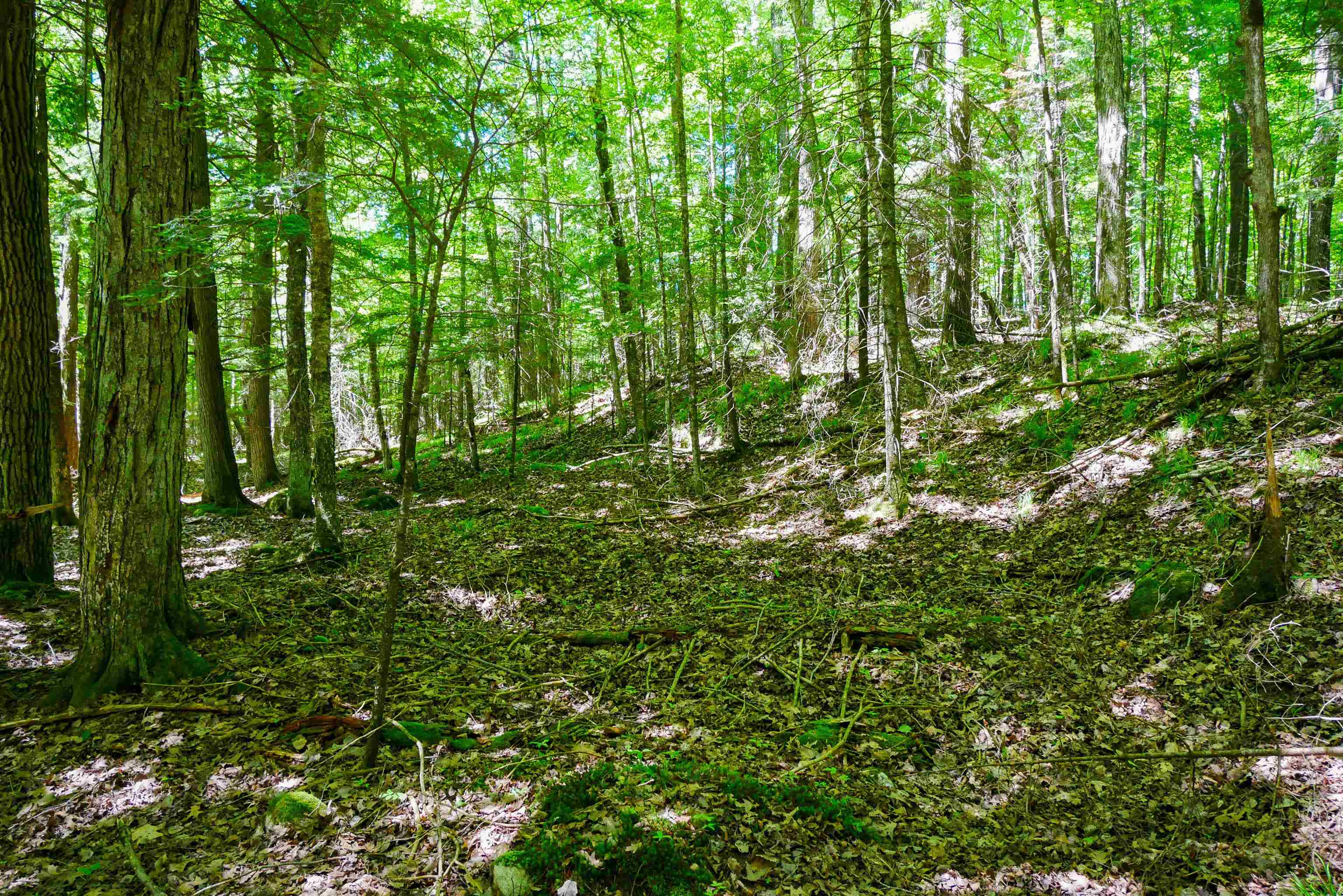 +/-5 Acres SALEM LAKE ROAD, Medford, Wisconsin 54451, ,Land,For Sale,+/-5 Acres SALEM LAKE ROAD,22504810