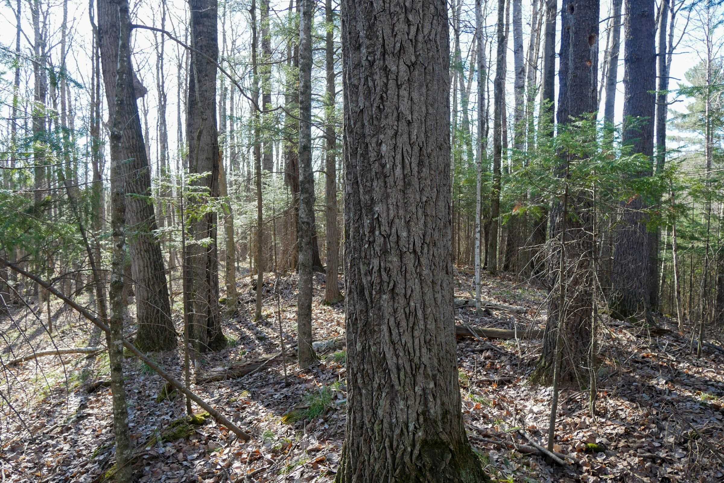 +/-5 Acres SALEM LAKE ROAD, Medford, Wisconsin 54451, ,Land,For Sale,+/-5 Acres SALEM LAKE ROAD,22504810
