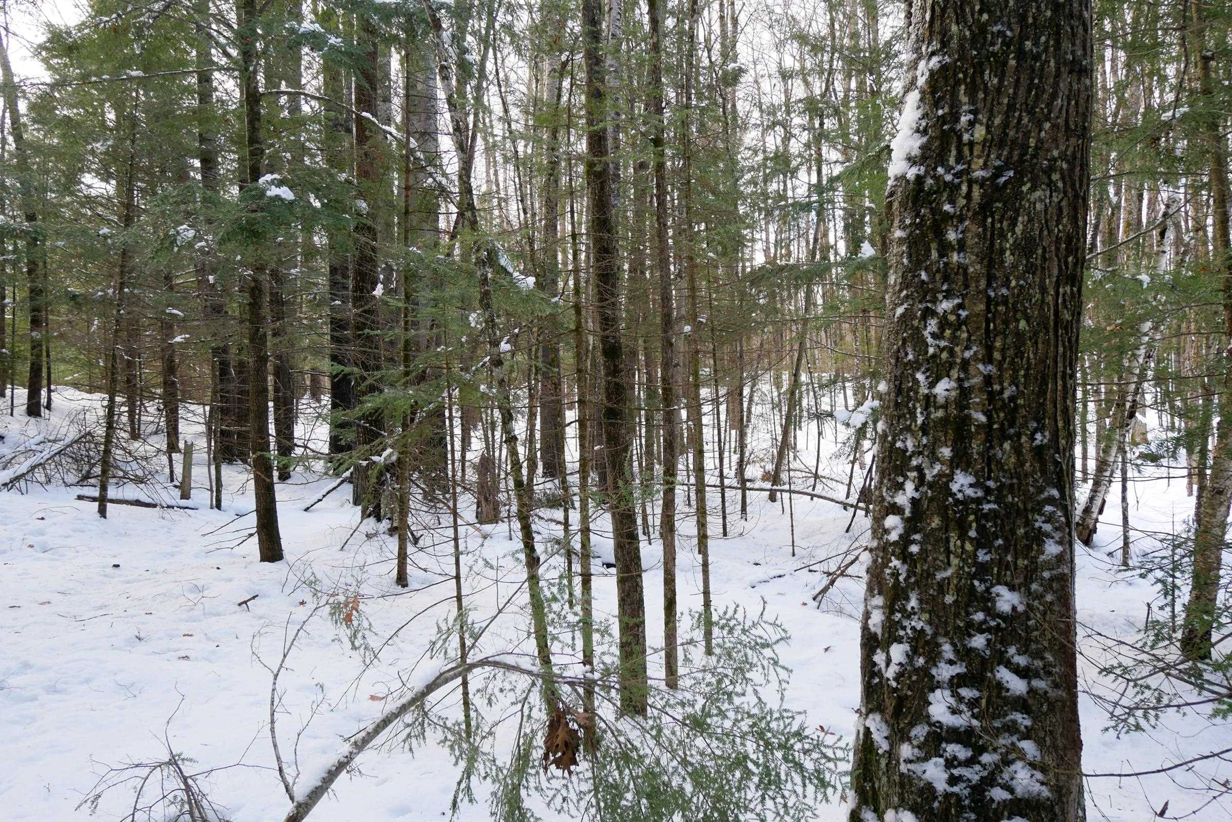 +/-5 Acres SALEM LAKE ROAD, Medford, Wisconsin 54451, ,Land,For Sale,+/-5 Acres SALEM LAKE ROAD,22504810