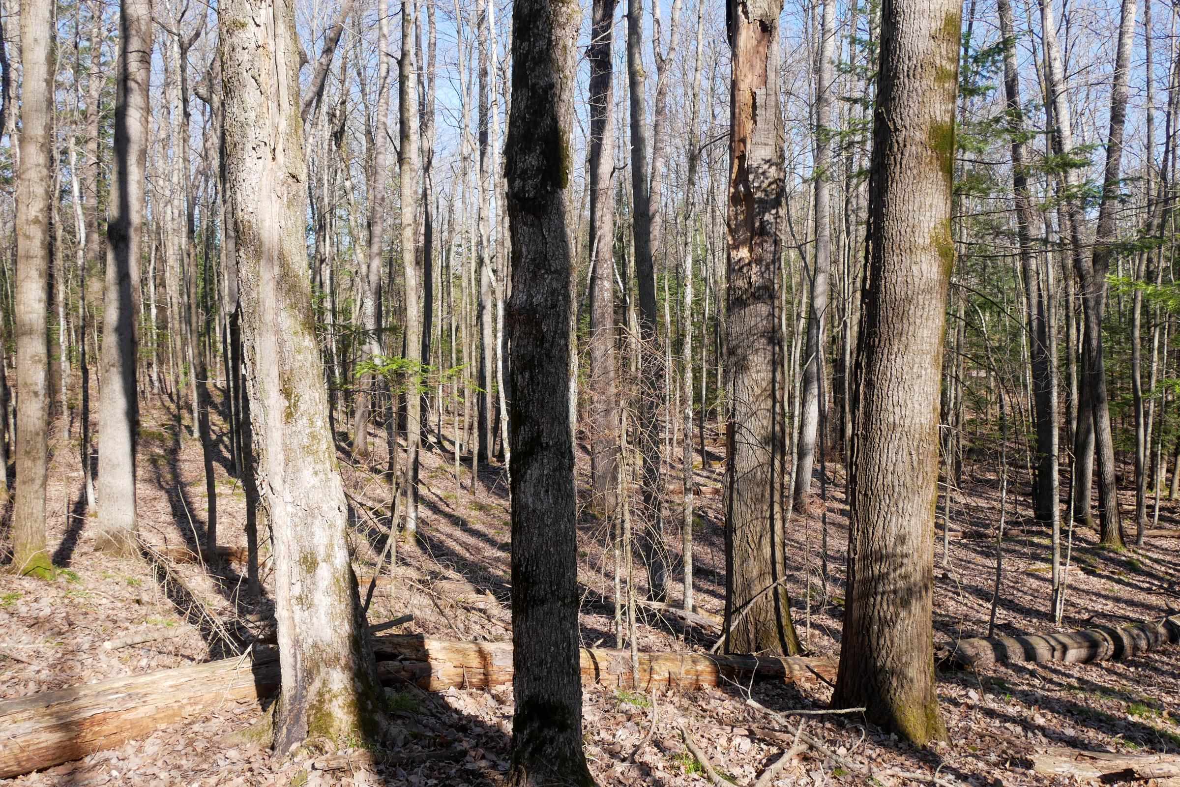 +/-5 Acres SALEM LAKE ROAD, Medford, Wisconsin 54451, ,Land,For Sale,+/-5 Acres SALEM LAKE ROAD,22504810