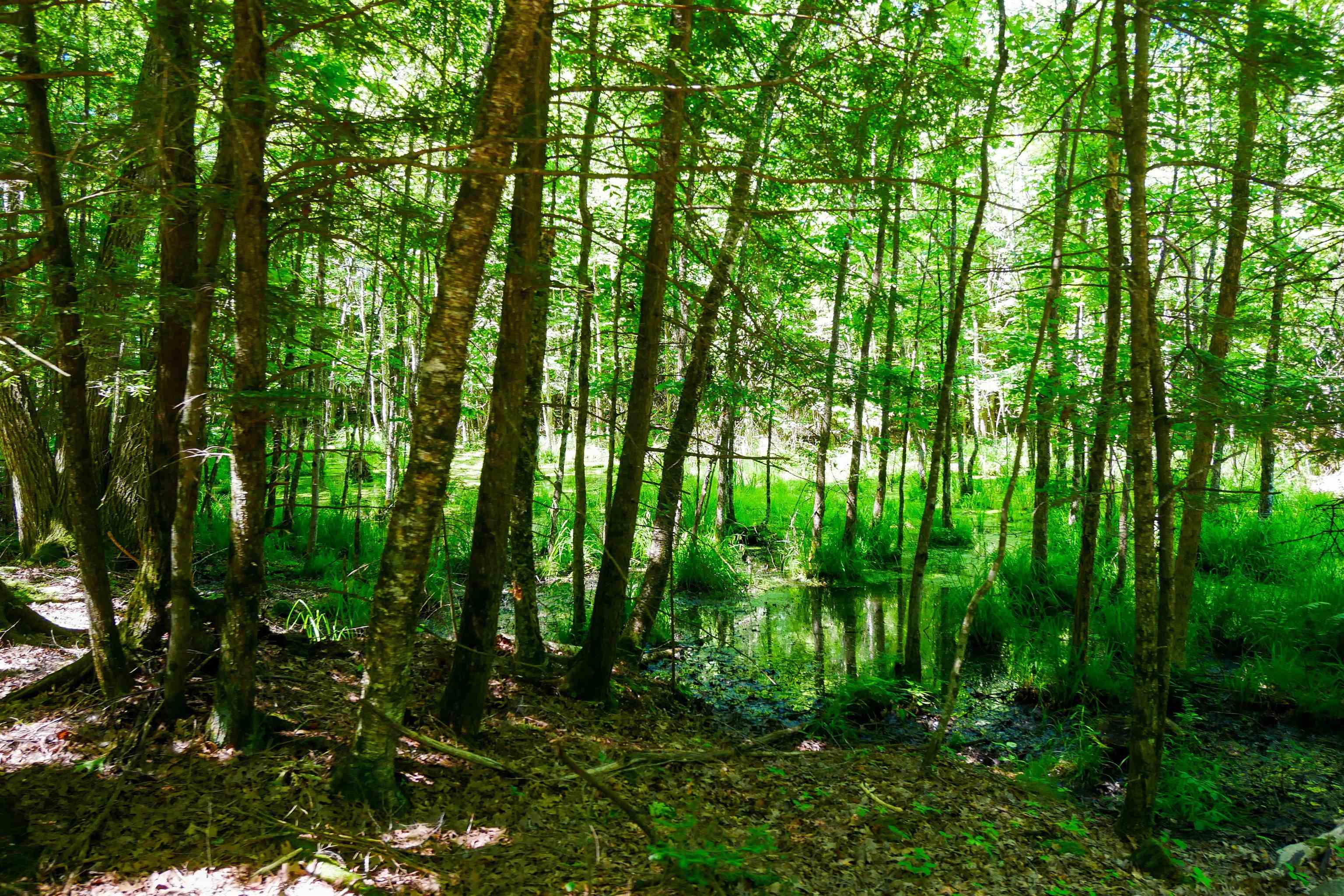 +/-5 Acres SALEM LAKE ROAD, Medford, Wisconsin 54451, ,Land,For Sale,+/-5 Acres SALEM LAKE ROAD,22504810