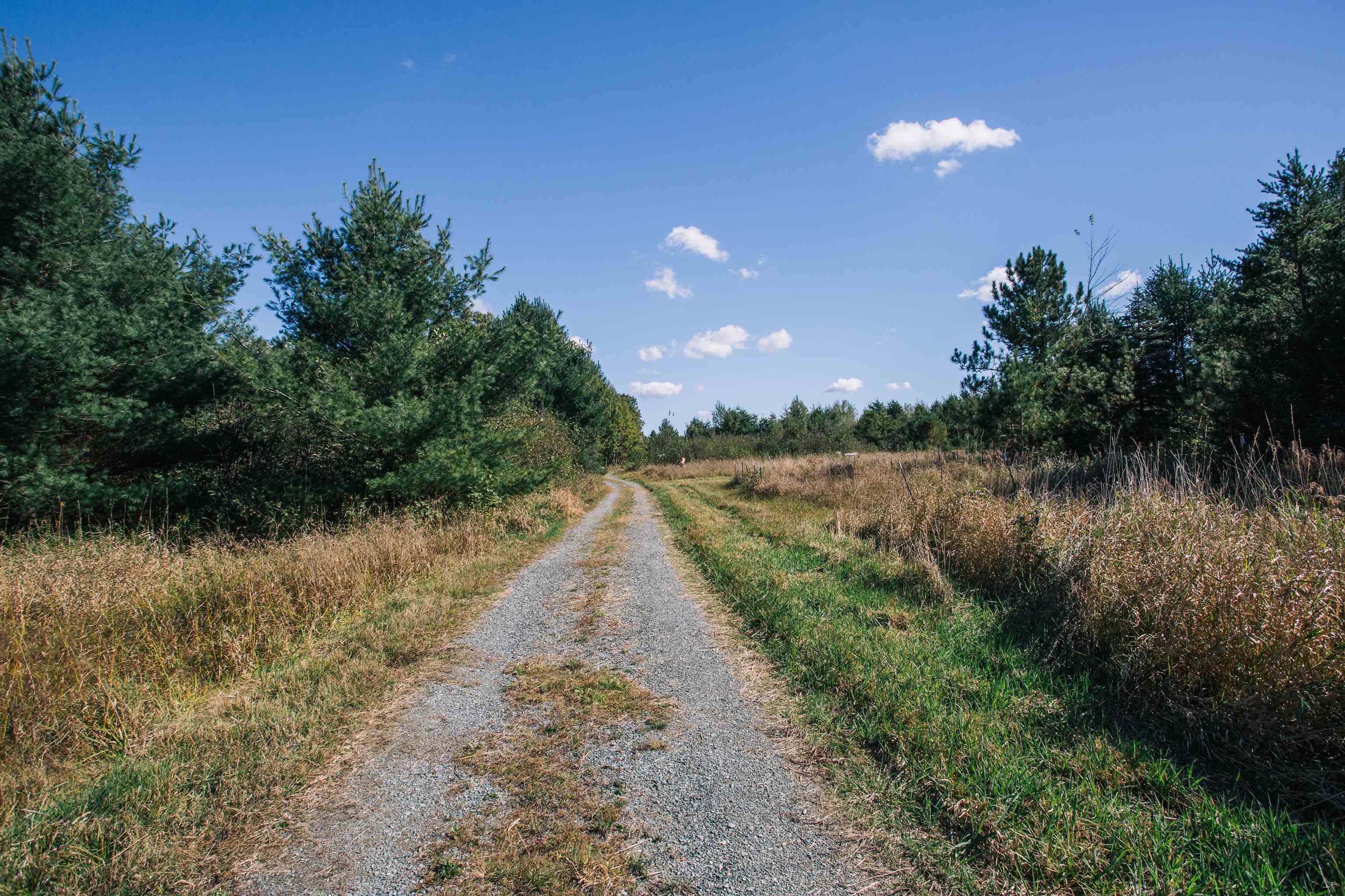 81 Acres ANDERSON ROAD, Neillsville, Wisconsin 54456, ,Land,For Sale,81 Acres ANDERSON ROAD,22504866
