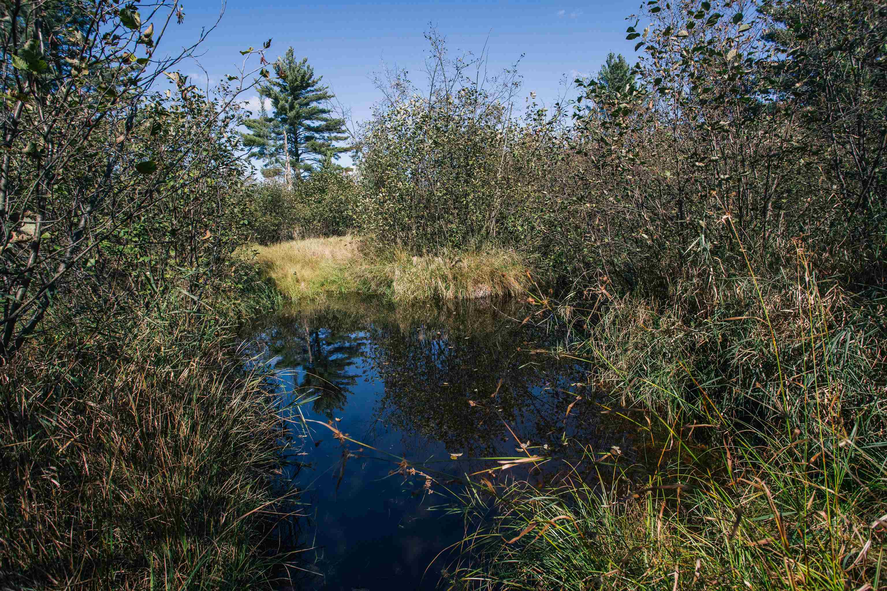 81 Acres ANDERSON ROAD, Neillsville, Wisconsin 54456, ,Land,For Sale,81 Acres ANDERSON ROAD,22504866