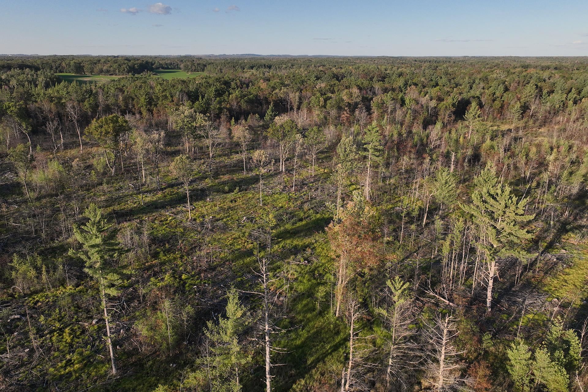 81 Acres ANDERSON ROAD, Neillsville, Wisconsin 54456, ,Land,For Sale,81 Acres ANDERSON ROAD,22504866