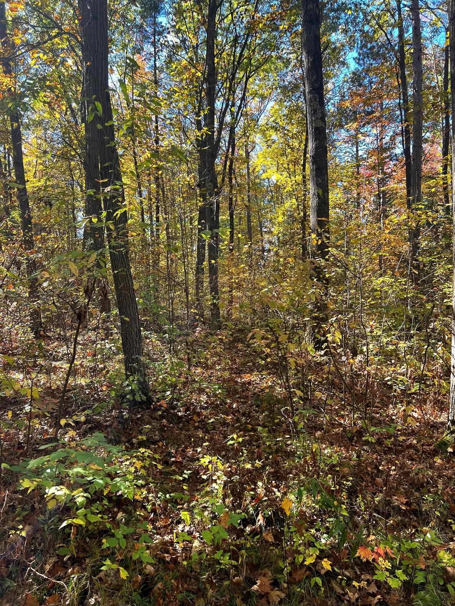 On RED BRICK ROAD, Mosinee, Wisconsin 54455, ,Land,For Sale,On RED BRICK ROAD,22505047