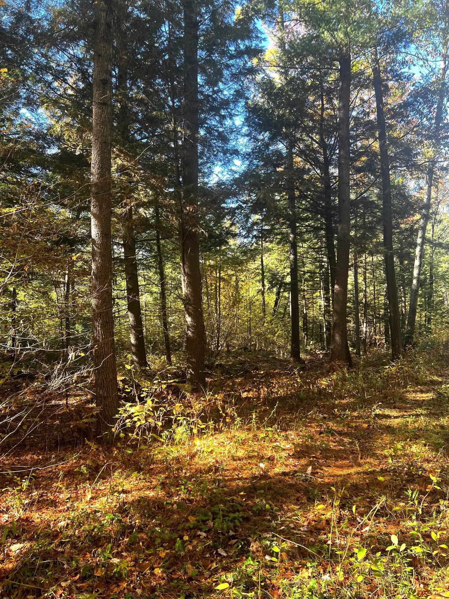 On RED BRICK ROAD, Mosinee, Wisconsin 54455, ,Land,For Sale,On RED BRICK ROAD,22505047