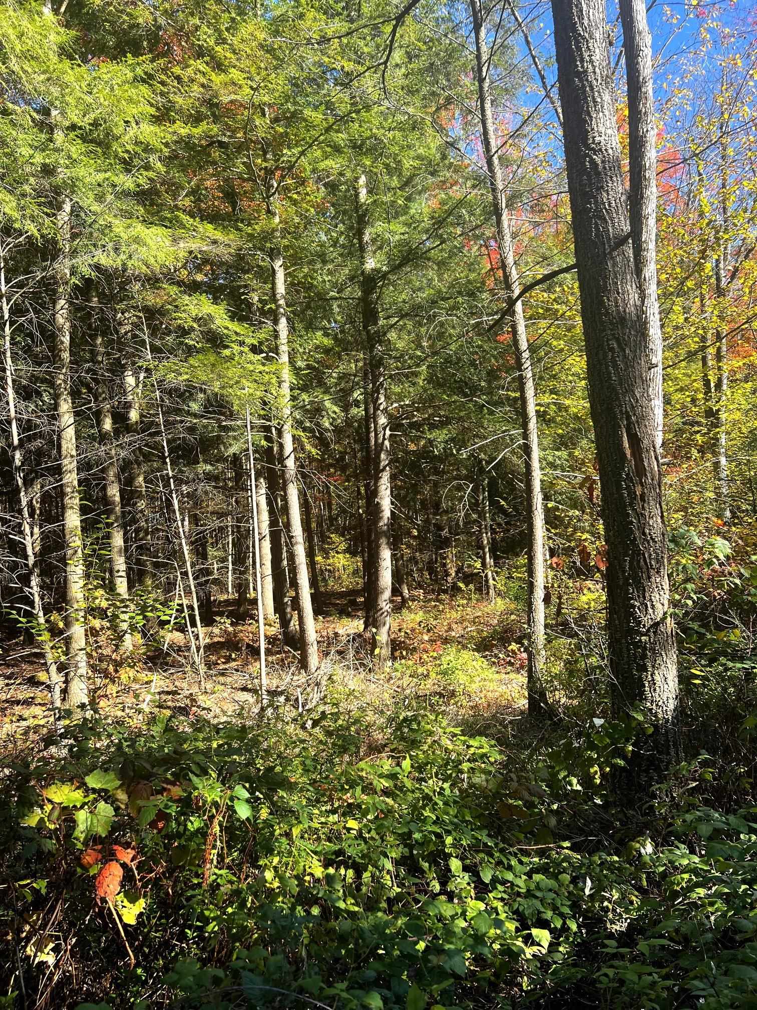 On RED BRICK ROAD, Mosinee, Wisconsin 54455, ,Land,For Sale,On RED BRICK ROAD,22505047