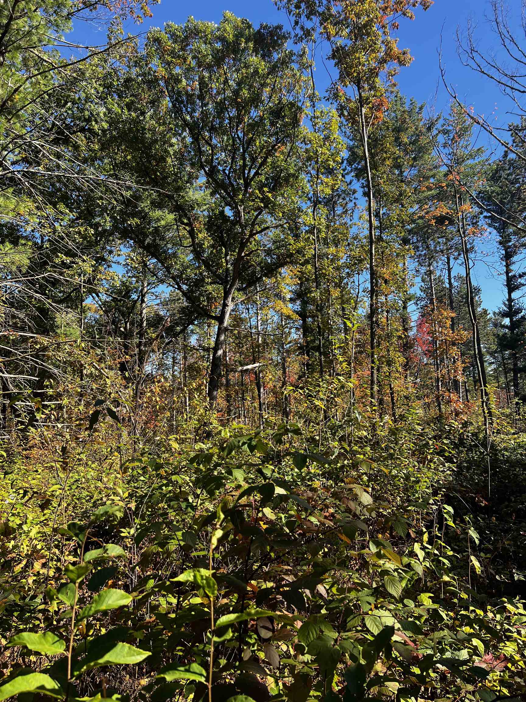 On RED BRICK ROAD, Mosinee, Wisconsin 54455, ,Land,For Sale,On RED BRICK ROAD,22505047