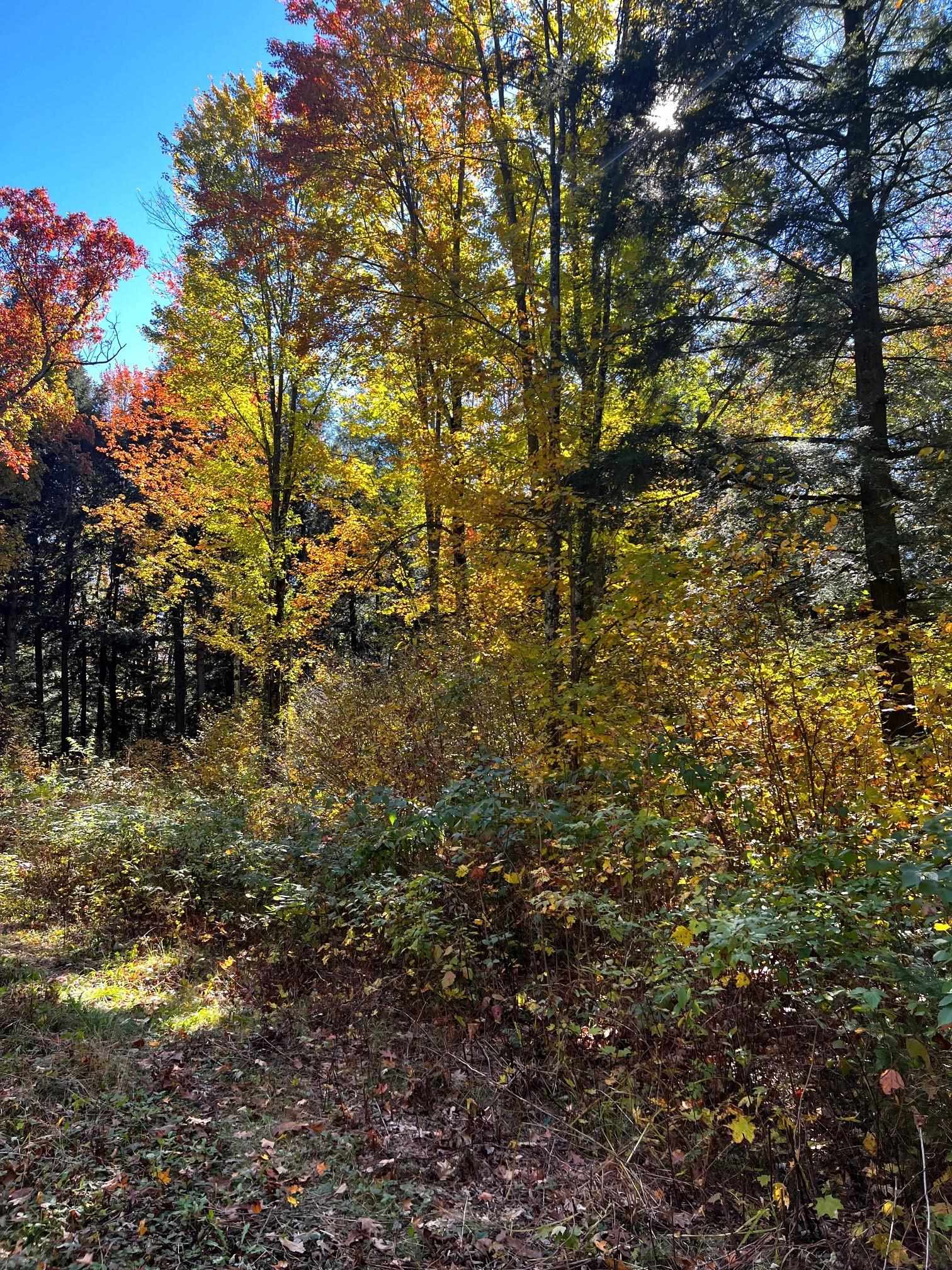 On RED BRICK ROAD, Mosinee, Wisconsin 54455, ,Land,For Sale,On RED BRICK ROAD,22505047