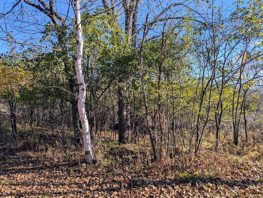 N9689 BASS LAKE LANE, Phillips, Wisconsin 54555, 3 Bedrooms Bedrooms, ,2 BathroomsBathrooms,Residential,For Sale,N9689 BASS LAKE LANE,22505206