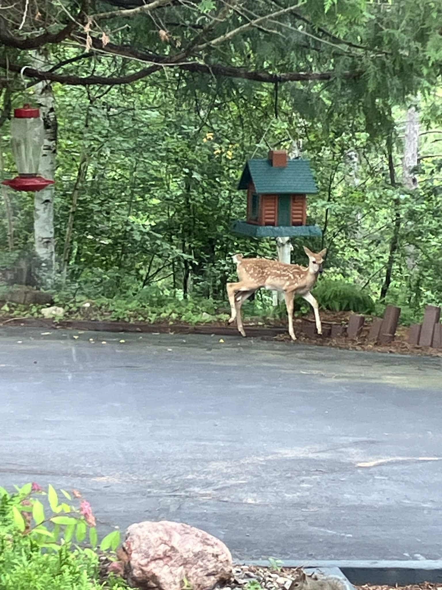 N9689 BASS LAKE LANE, Phillips, Wisconsin 54555, 3 Bedrooms Bedrooms, ,2 BathroomsBathrooms,Residential,For Sale,N9689 BASS LAKE LANE,22505206