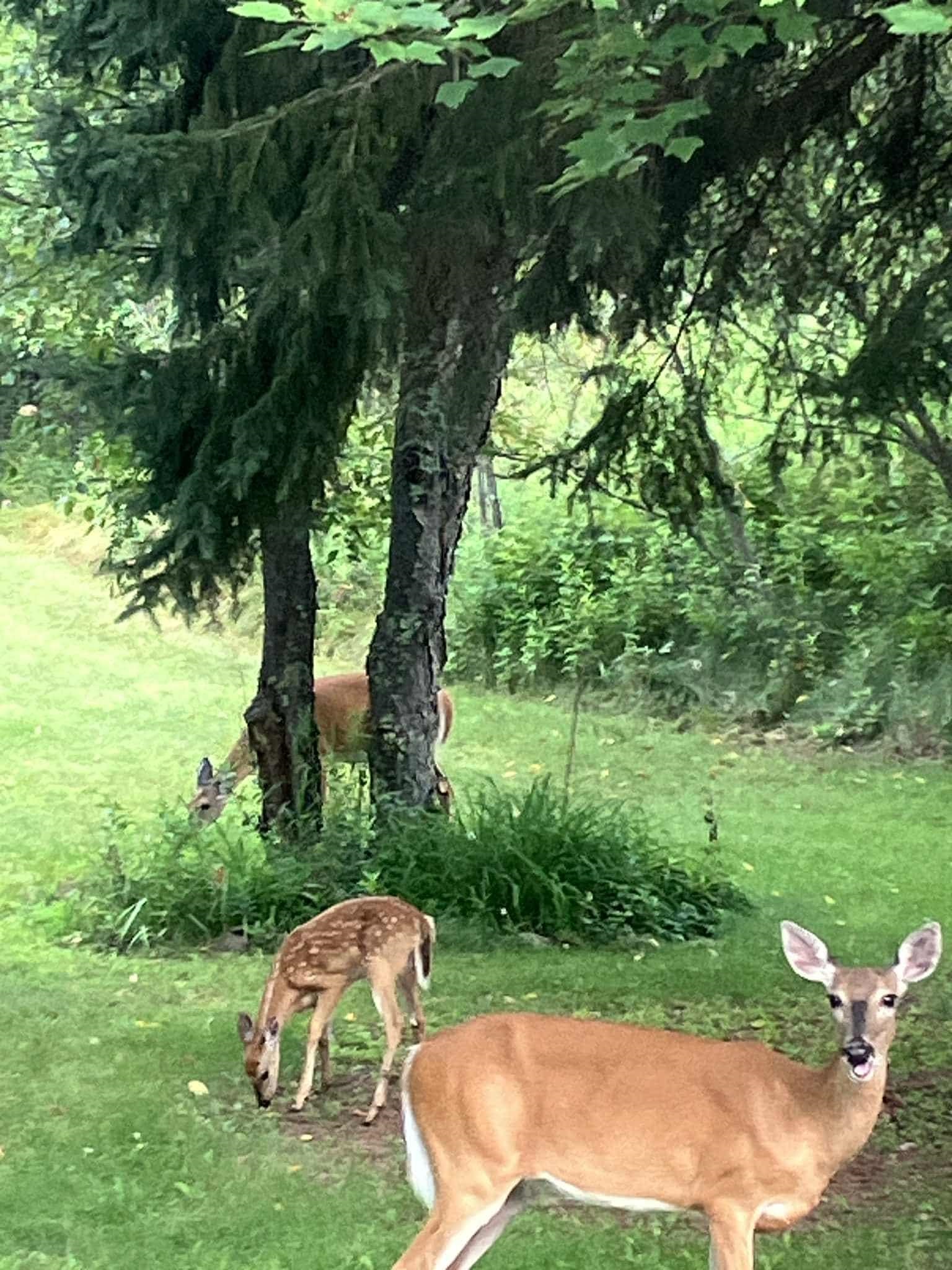 N9689 BASS LAKE LANE, Phillips, Wisconsin 54555, 3 Bedrooms Bedrooms, ,2 BathroomsBathrooms,Residential,For Sale,N9689 BASS LAKE LANE,22505206