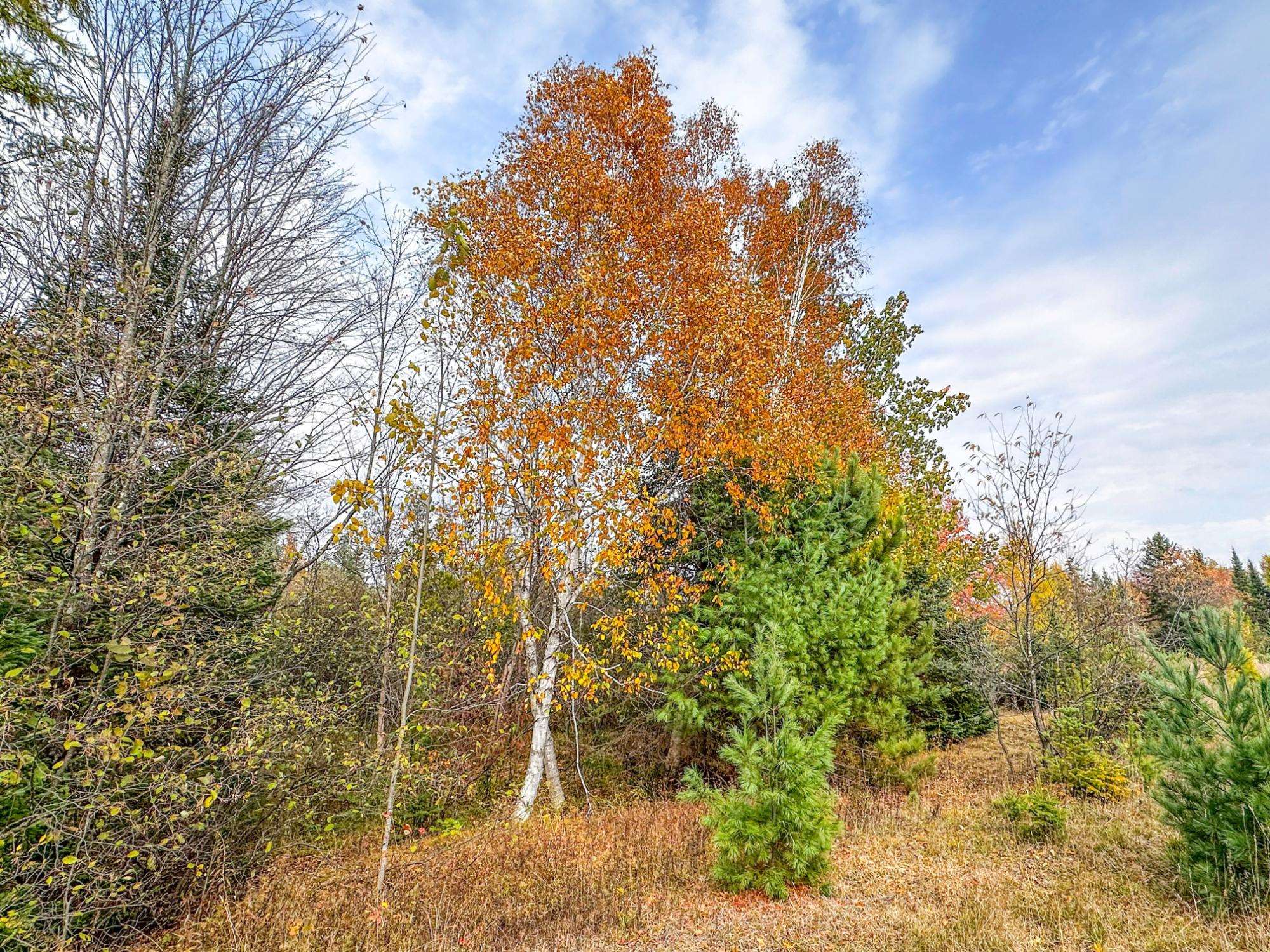 1.36A Darlaks Bay Lane, Phillips, Wisconsin 54555, ,Land,For Sale,1.36A Darlaks Bay Lane,22505274