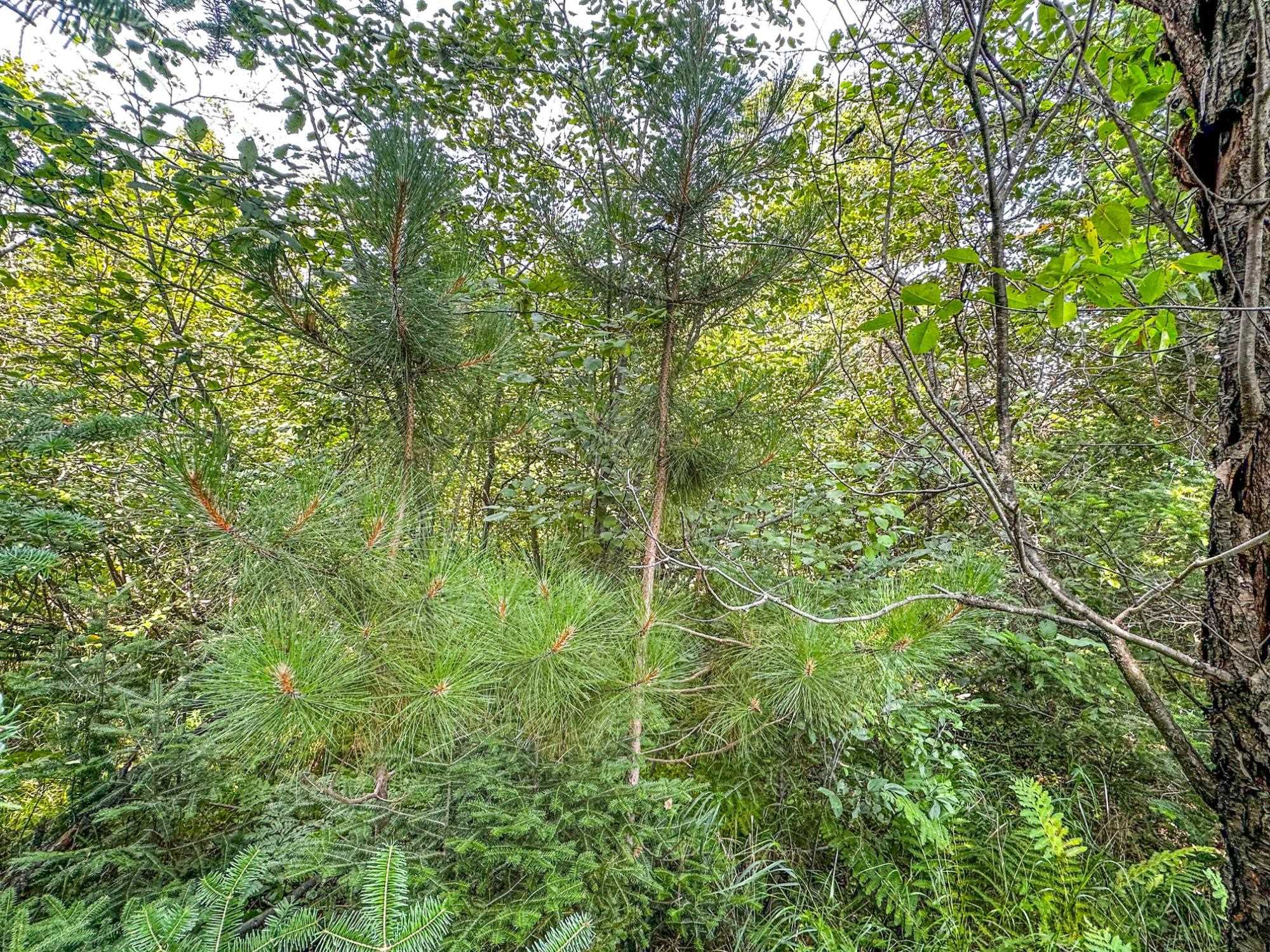 1.36A Darlaks Bay Lane, Phillips, Wisconsin 54555, ,Land,For Sale,1.36A Darlaks Bay Lane,22505274