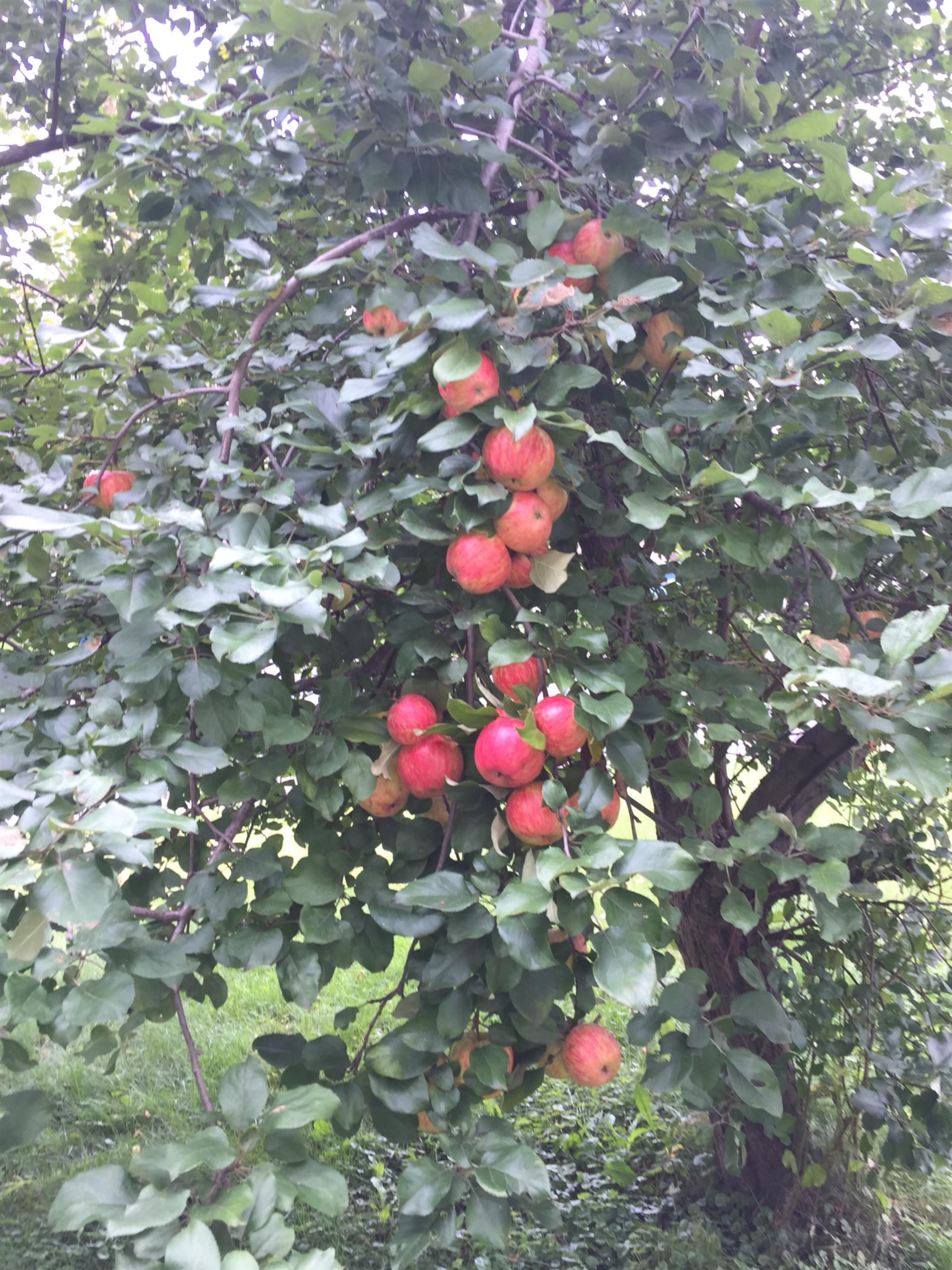 132 Reuter Ave, Rice Lake, Wisconsin 54868, 3 Bedrooms Bedrooms, ,1 BathroomBathrooms,Residential,For Sale,132 Reuter Ave,22505350