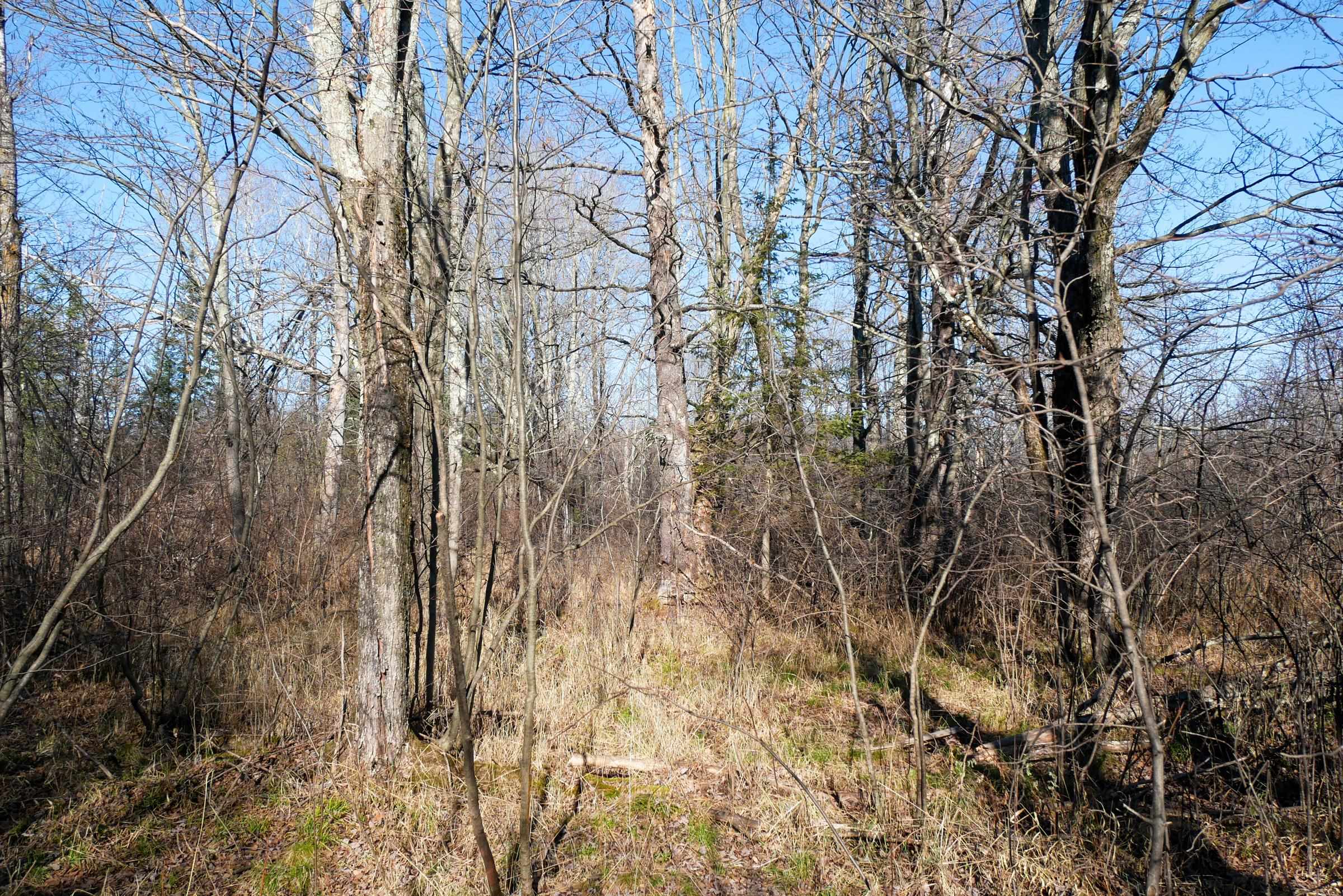 +/-21.35 Acres COUNTY ROAD M, Rib Lake, Wisconsin 54470, ,Land,For Sale,+/-21.35 Acres COUNTY ROAD M,22505405